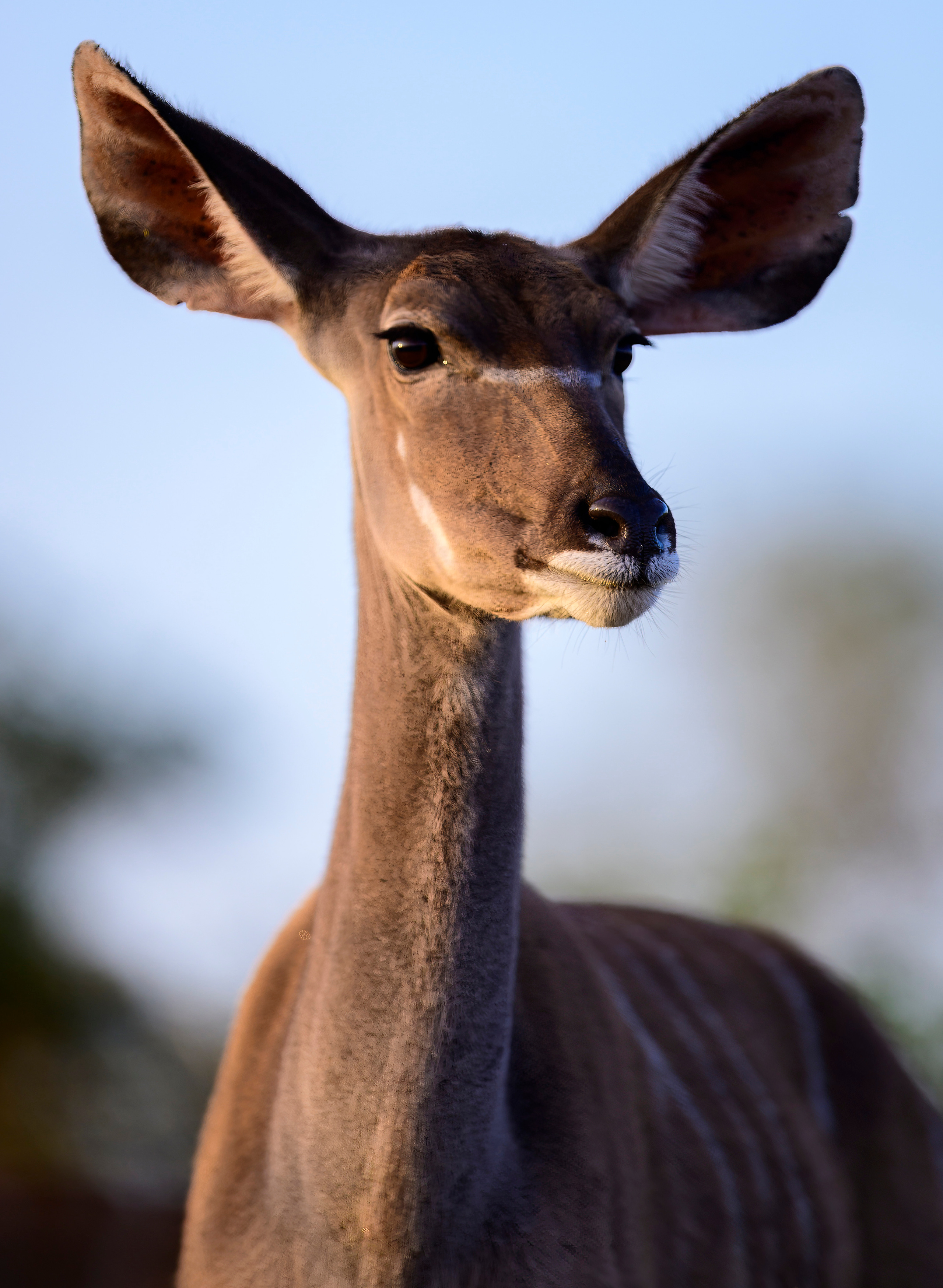 Парк Крюгера, ЮАР, 2023. Фотограф Сергей Пупонин