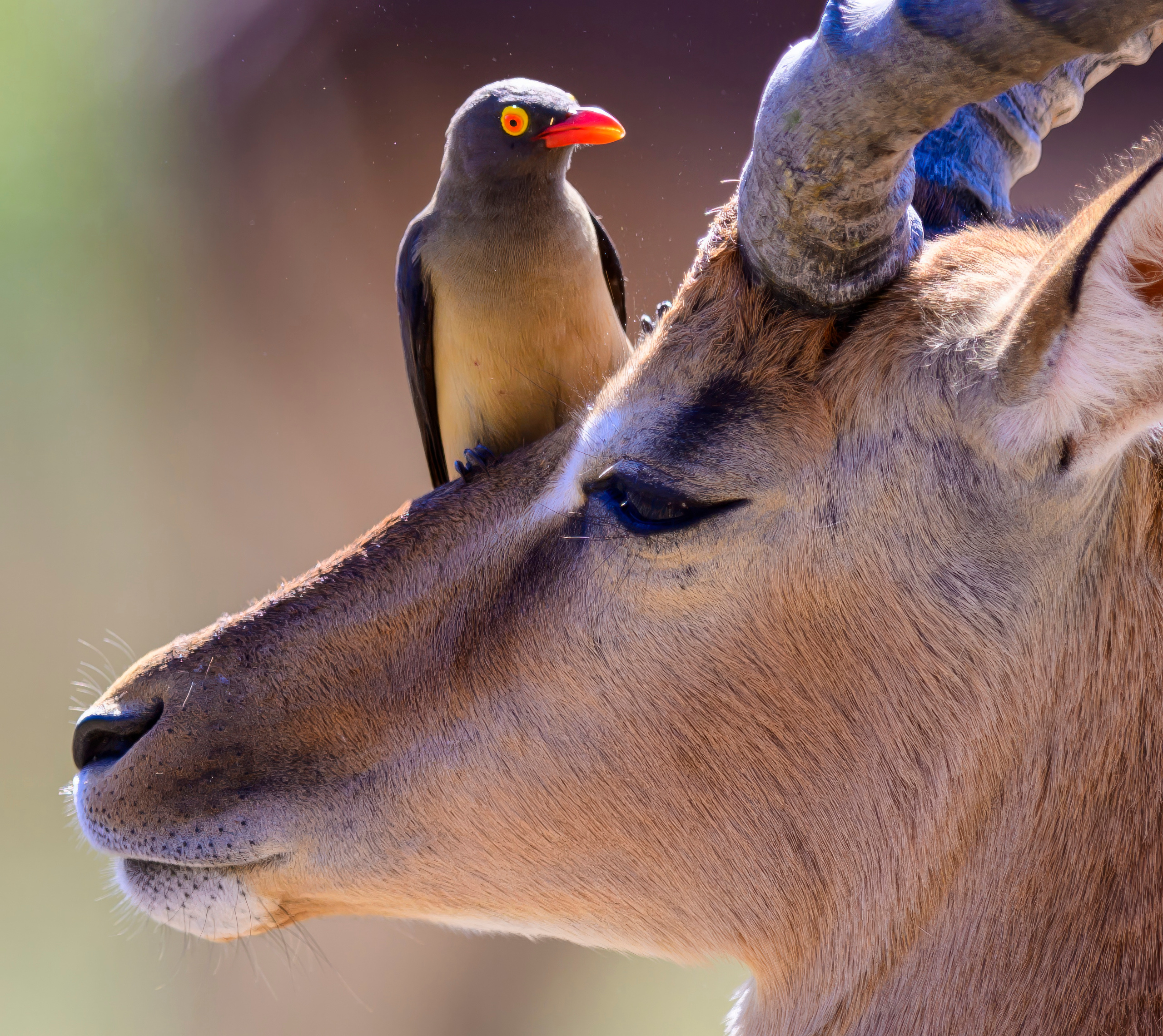 Парк Крюгера, ЮАР, 2023. Фотограф Сергей Пупонин
