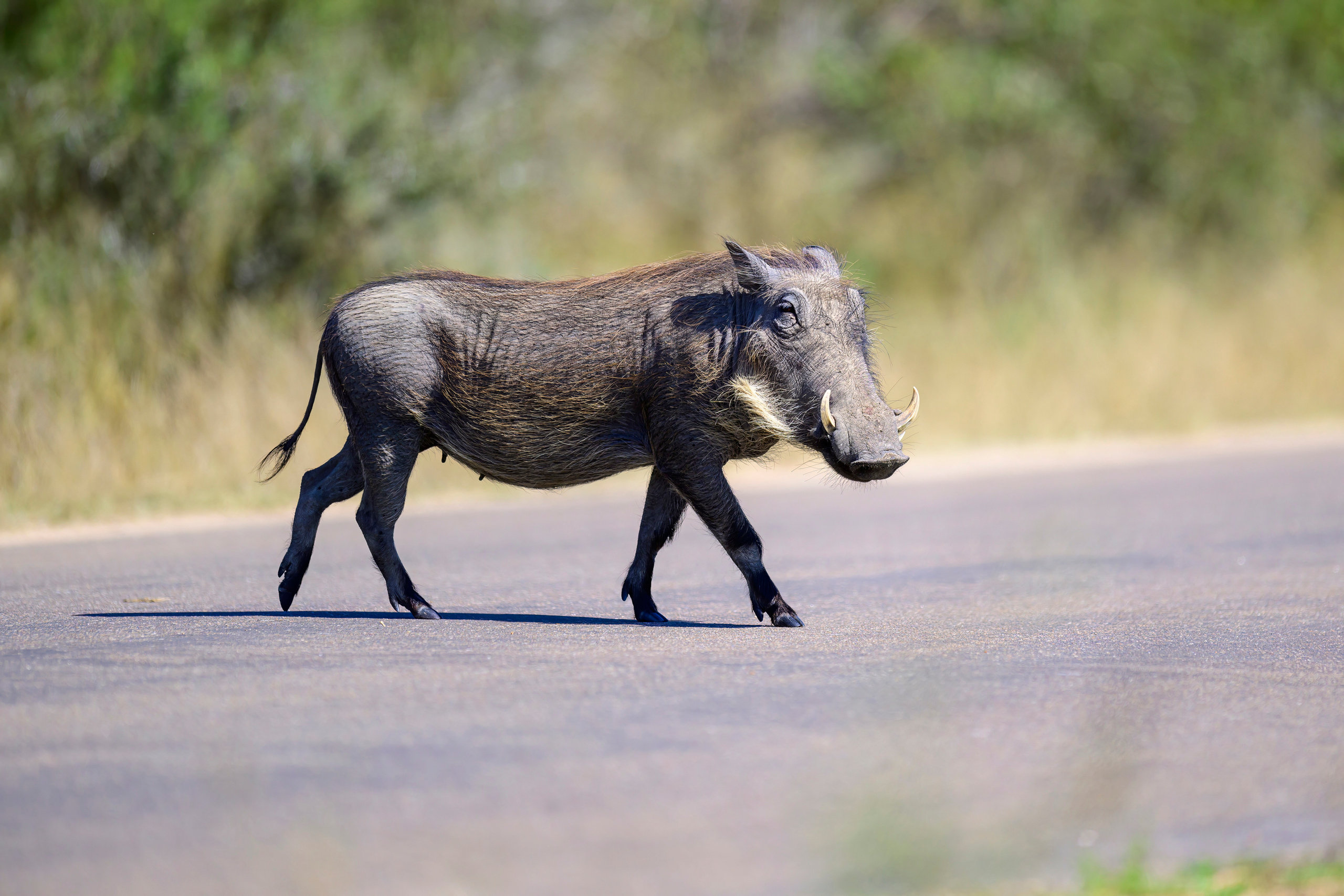 Парк Крюгера, ЮАР, 2023. Фотограф Сергей Пупонин