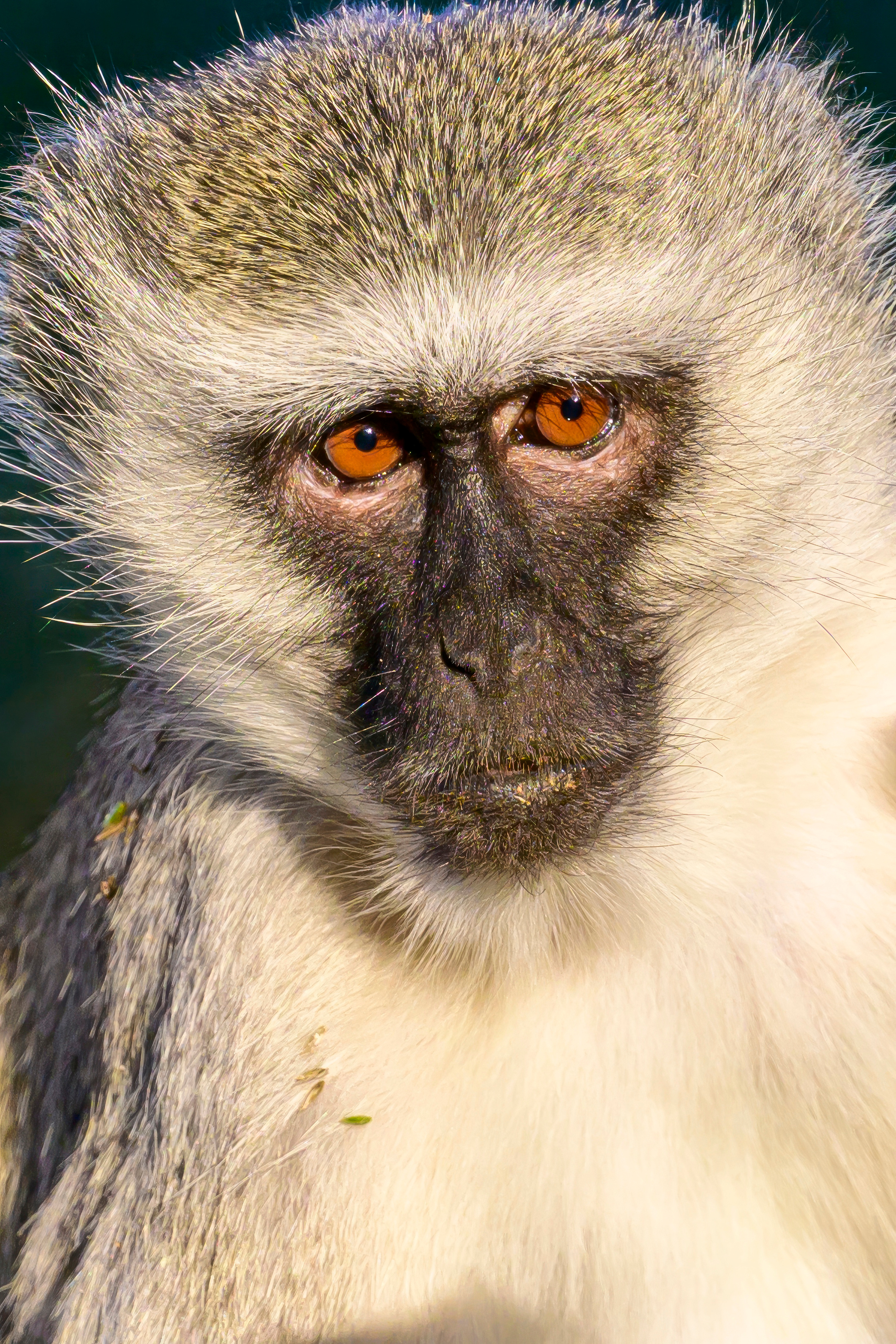 Парк Крюгера, ЮАР, 2023. Фотограф Сергей Пупонин