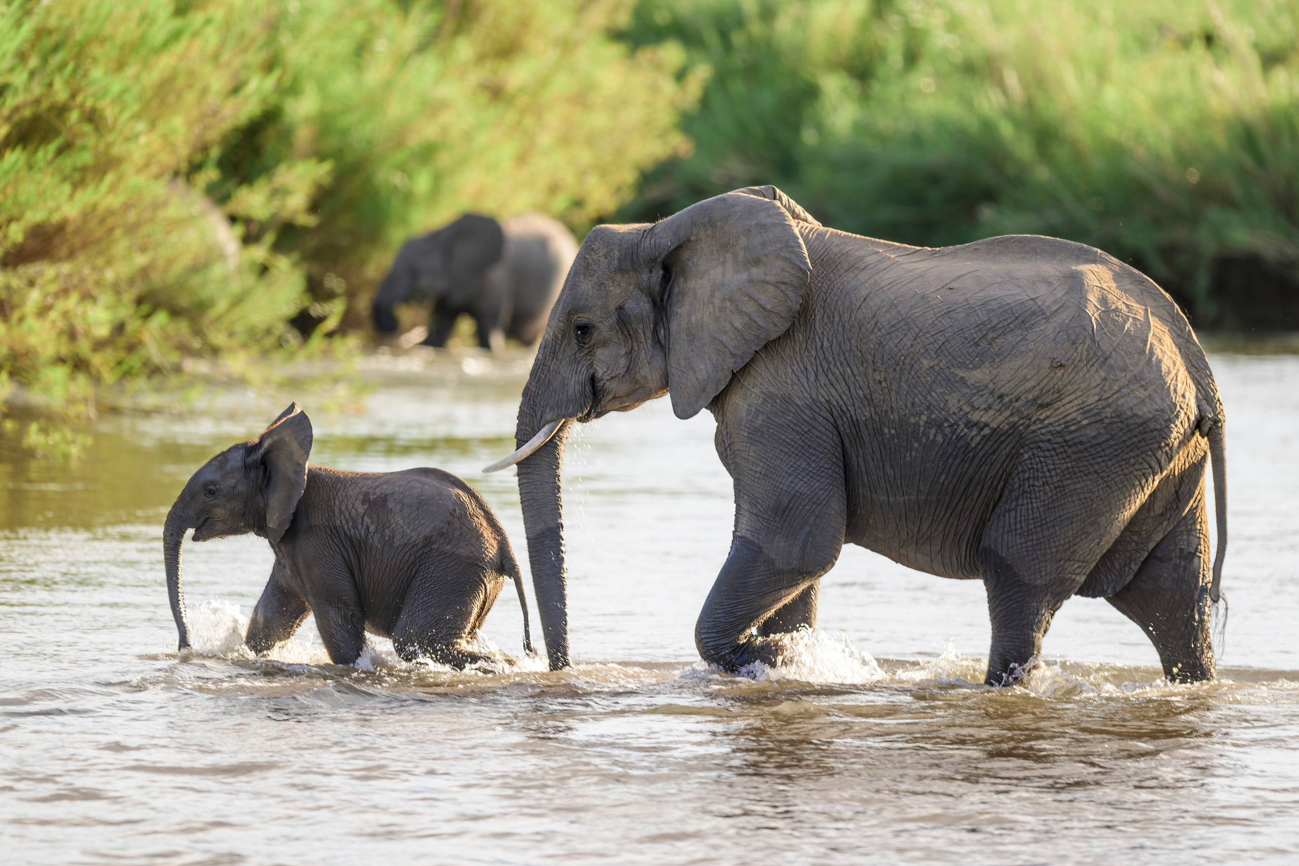 Парк Крюгера, ЮАР, 2023. Фотограф Сергей Пупонин