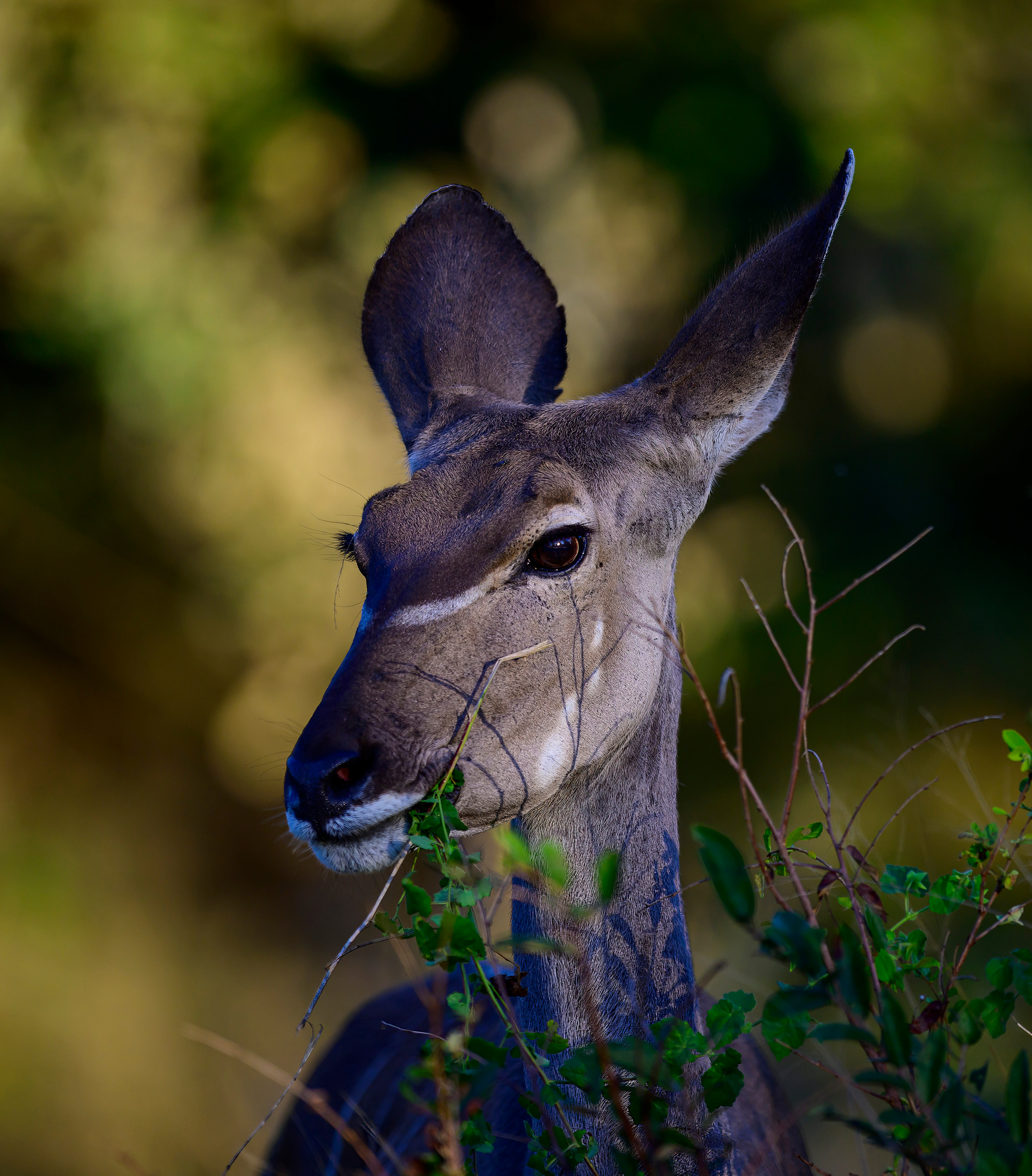 Парк Крюгера, ЮАР, 2023. Фотограф Сергей Пупонин
