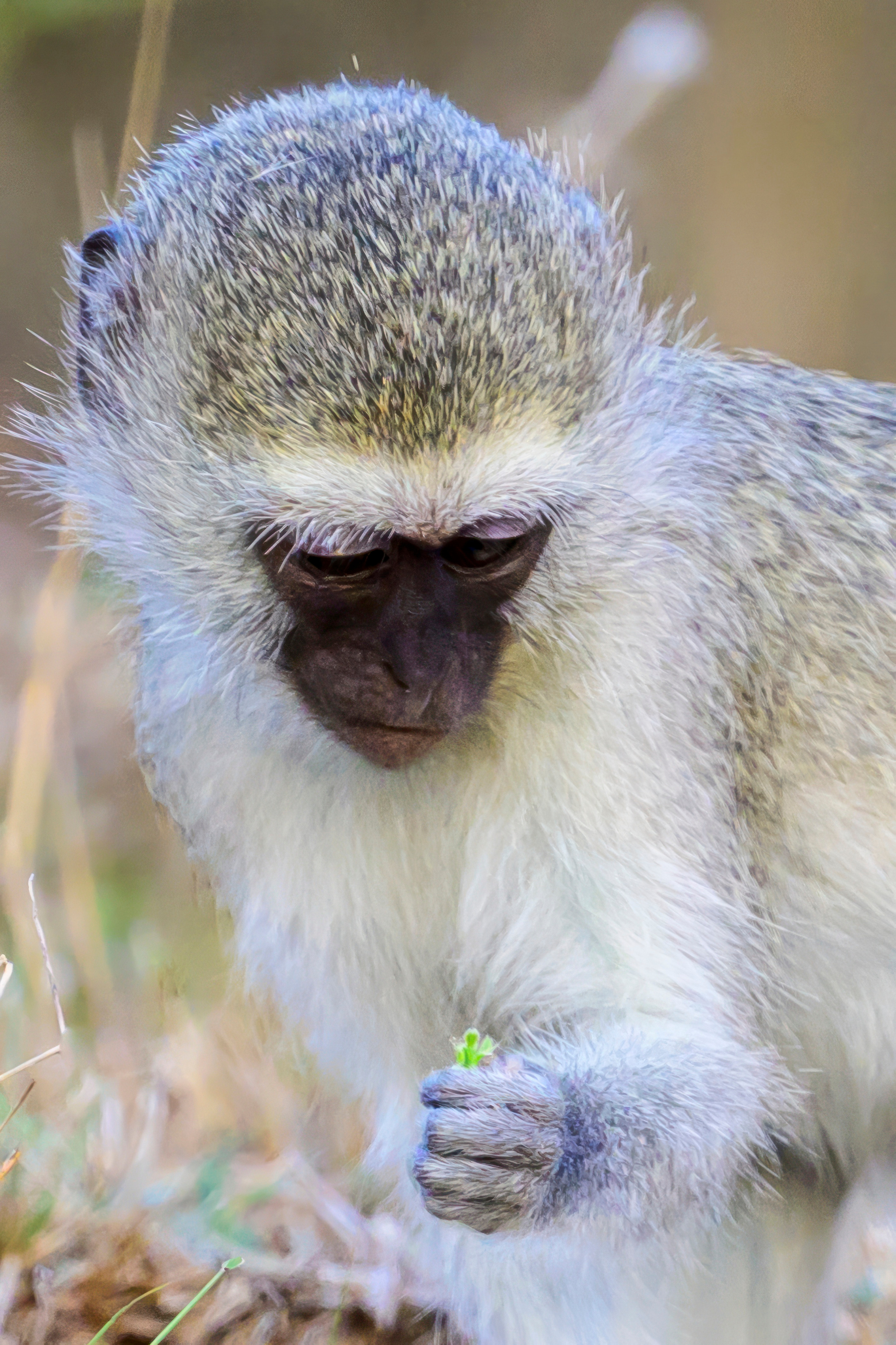 Парк Крюгера, ЮАР, 2023. Фотограф Сергей Пупонин