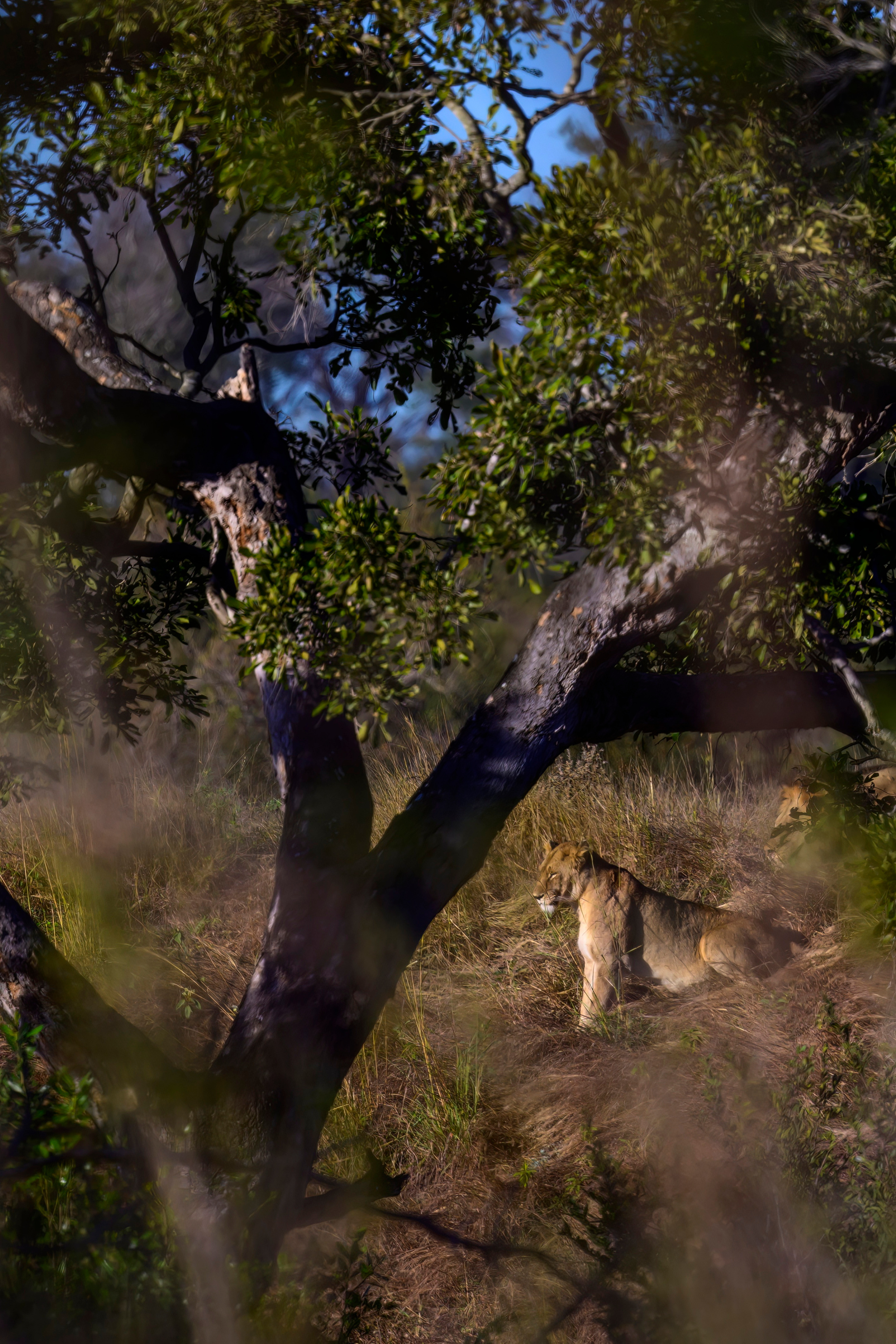 Парк Крюгера, ЮАР, 2023. Фотограф Сергей Пупонин