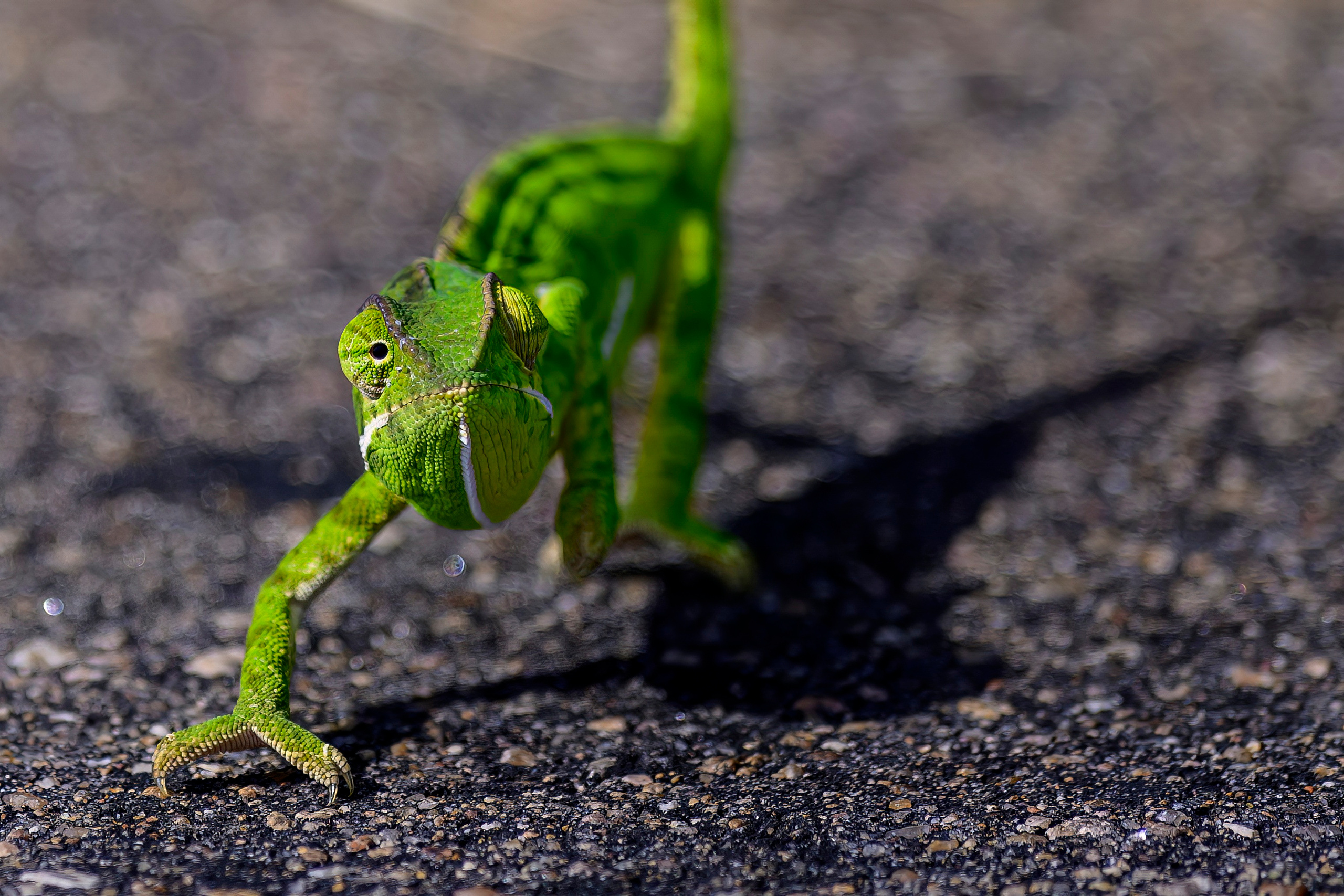 Парк Крюгера, ЮАР, 2023. Фотограф Сергей Пупонин