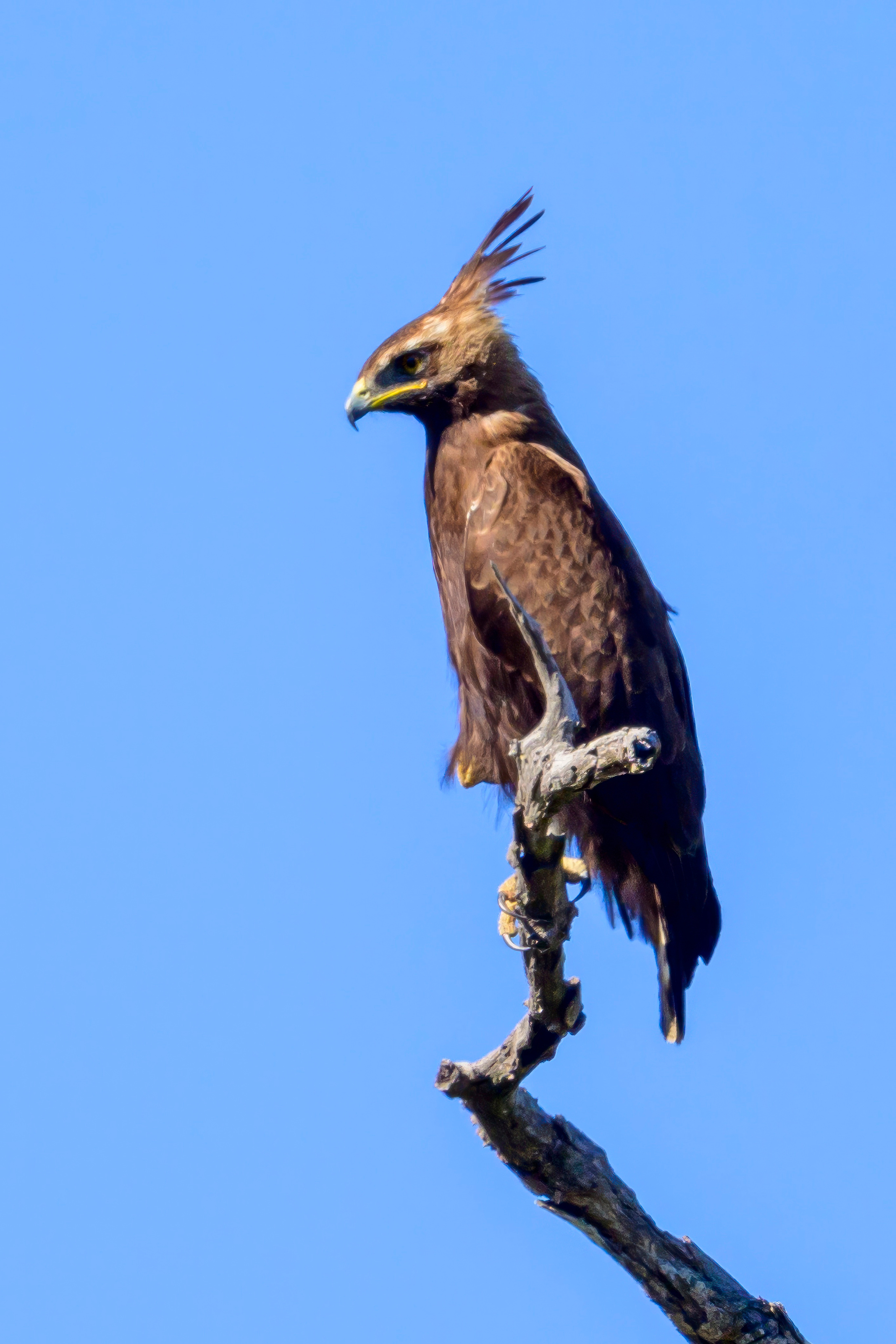 Парк Крюгера, ЮАР, 2023. Фотограф Сергей Пупонин