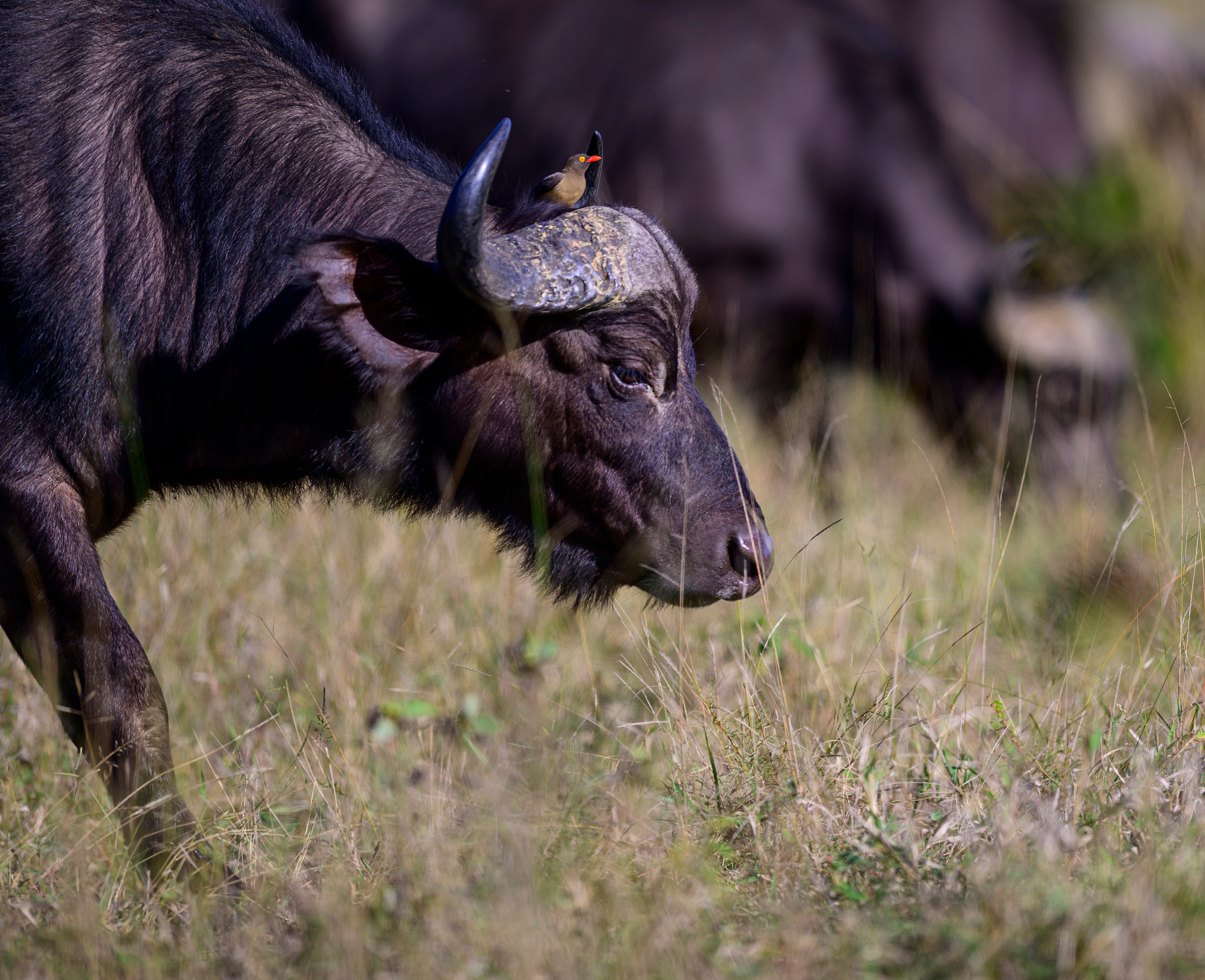 Парк Крюгера, ЮАР, 2023. Фотограф Сергей Пупонин