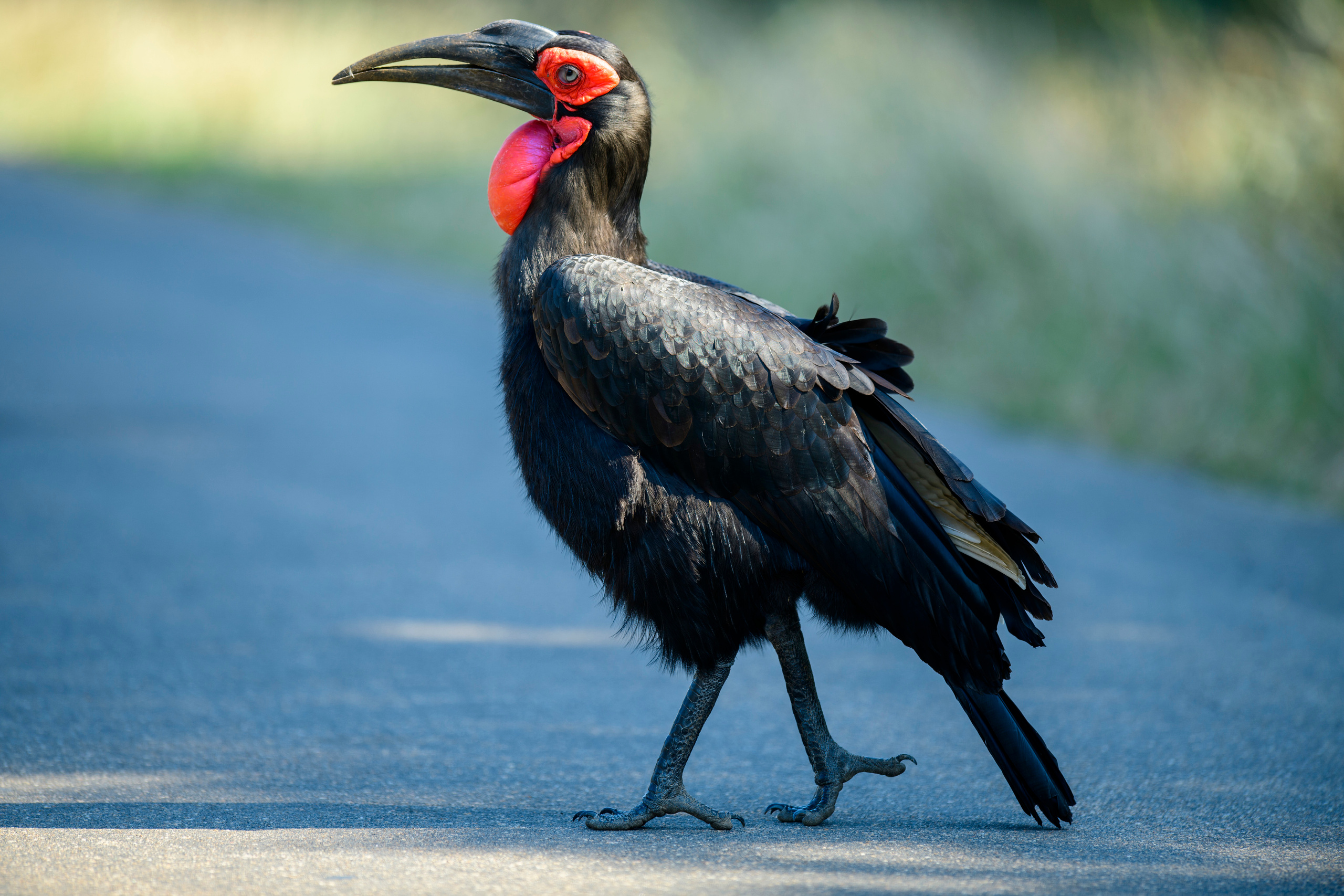 Парк Крюгера, ЮАР, 2023. Фотограф Сергей Пупонин