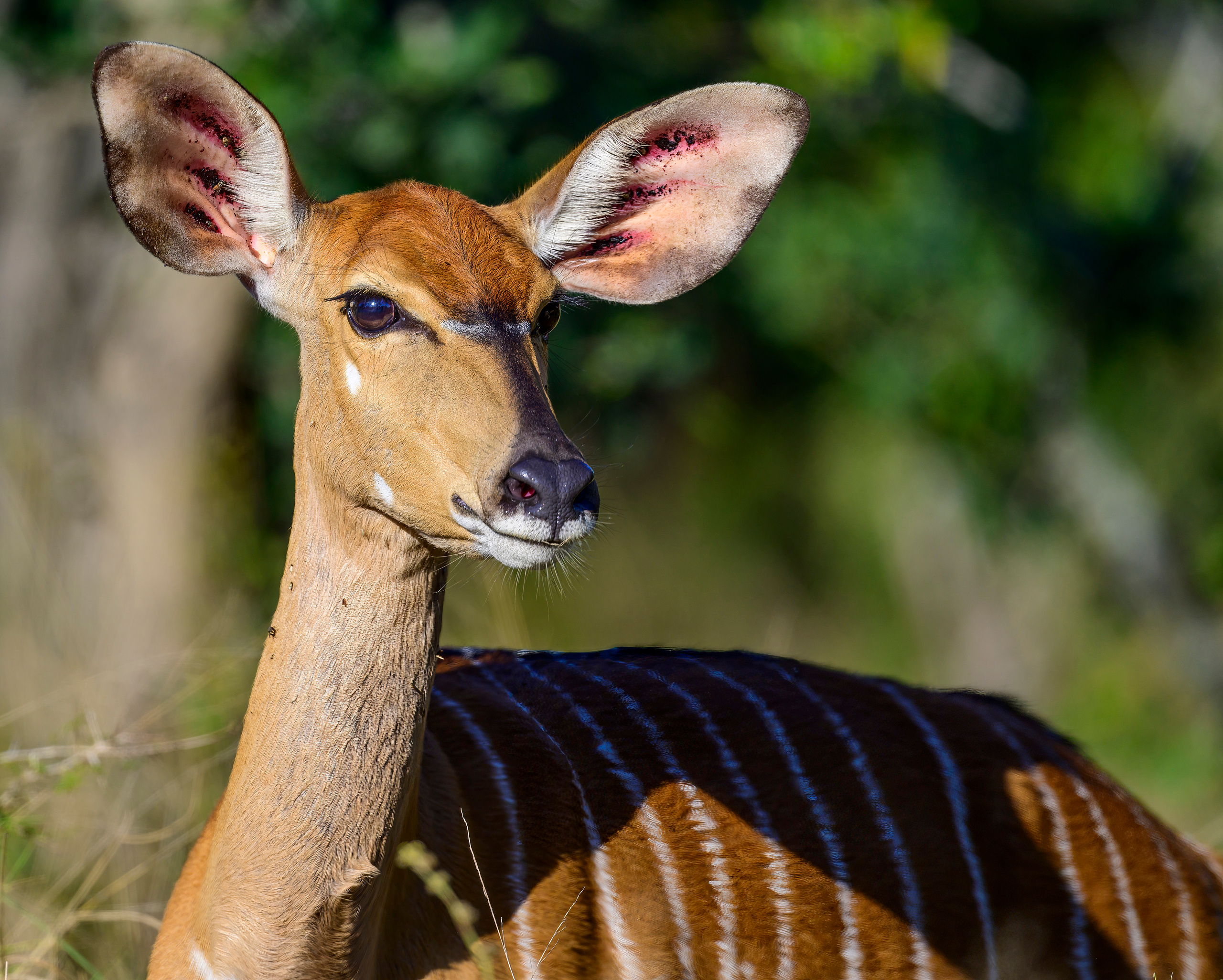 Парк Крюгера, ЮАР, 2023. Фотограф Сергей Пупонин