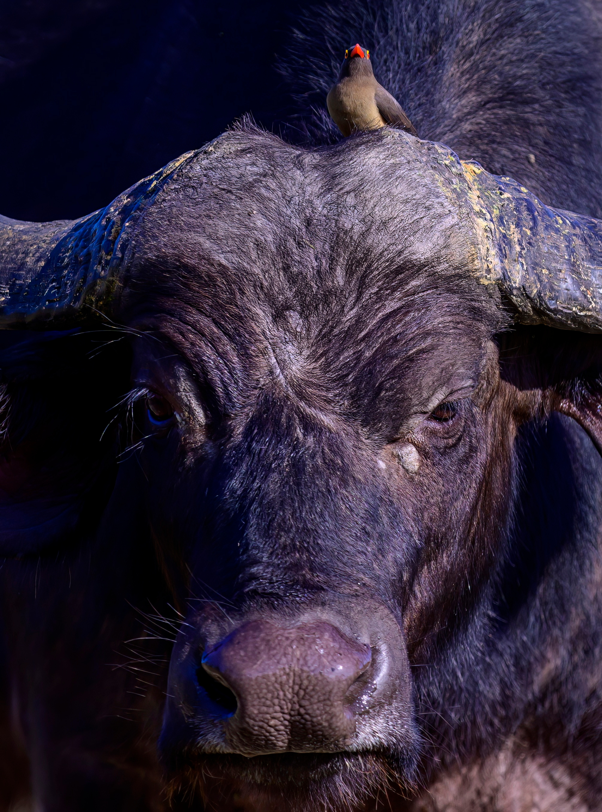 Парк Крюгера, ЮАР, 2023. Фотограф Сергей Пупонин