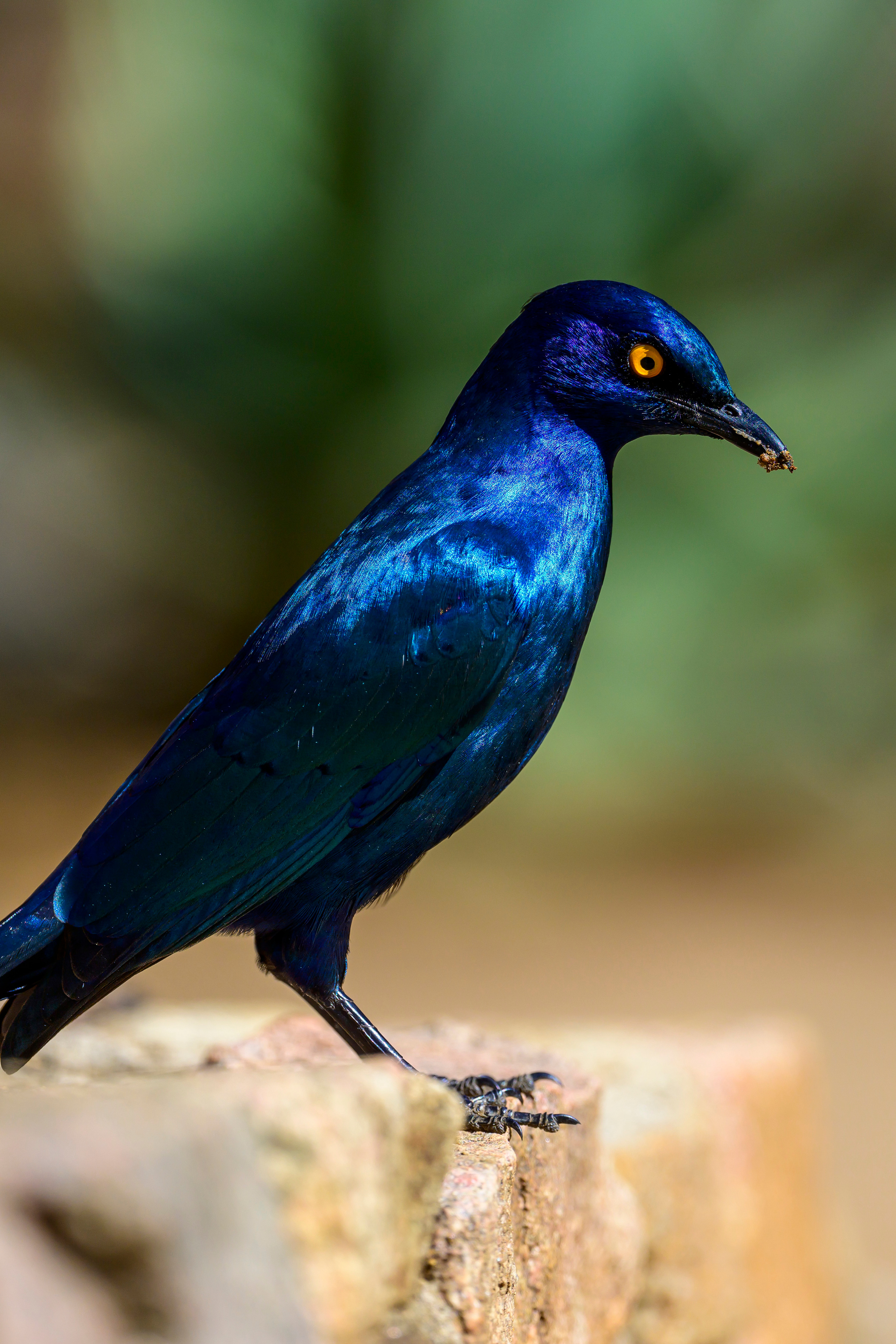 Парк Крюгера, ЮАР, 2023. Фотограф Сергей Пупонин