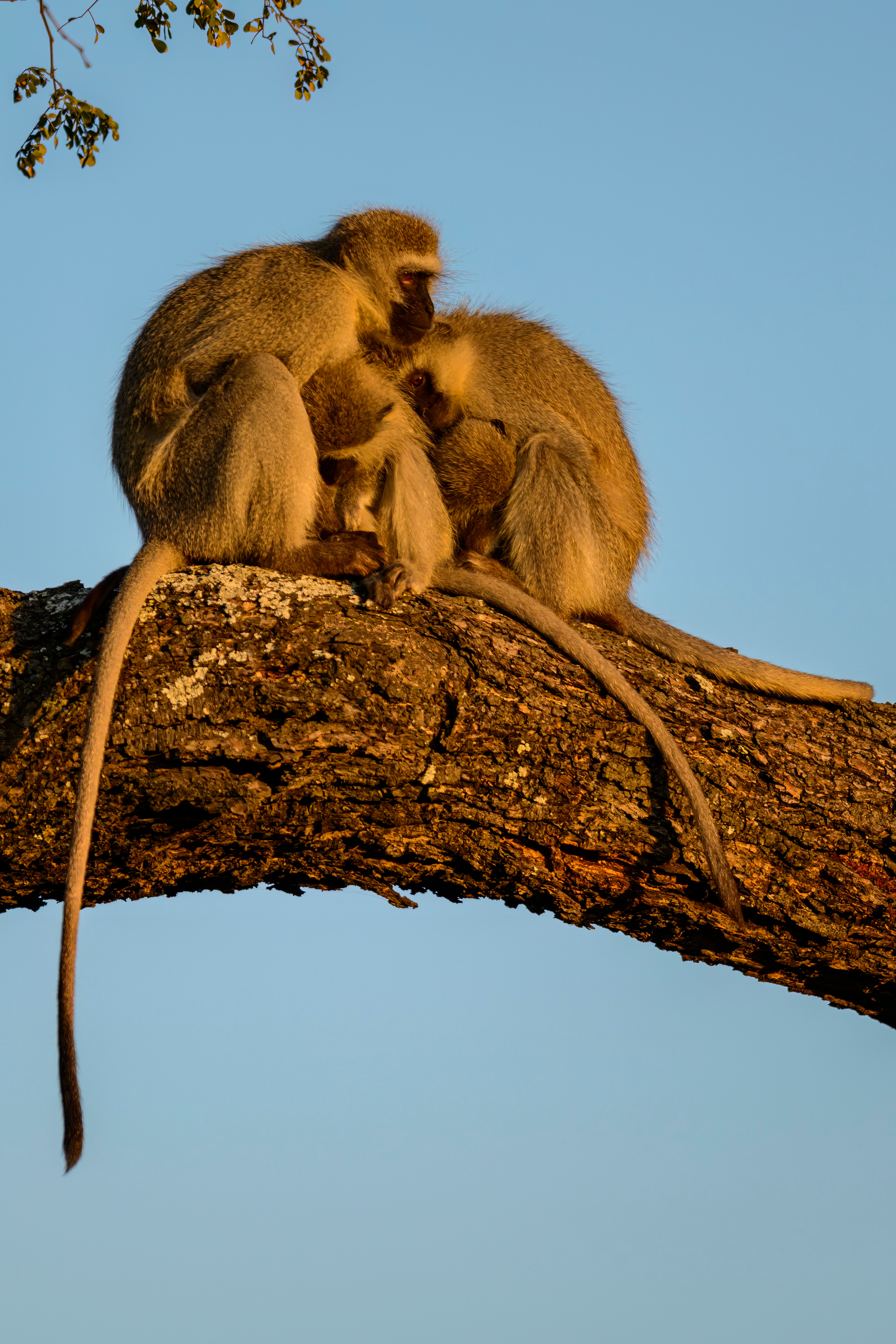 Парк Крюгера, ЮАР, 2023. Фотограф Сергей Пупонин