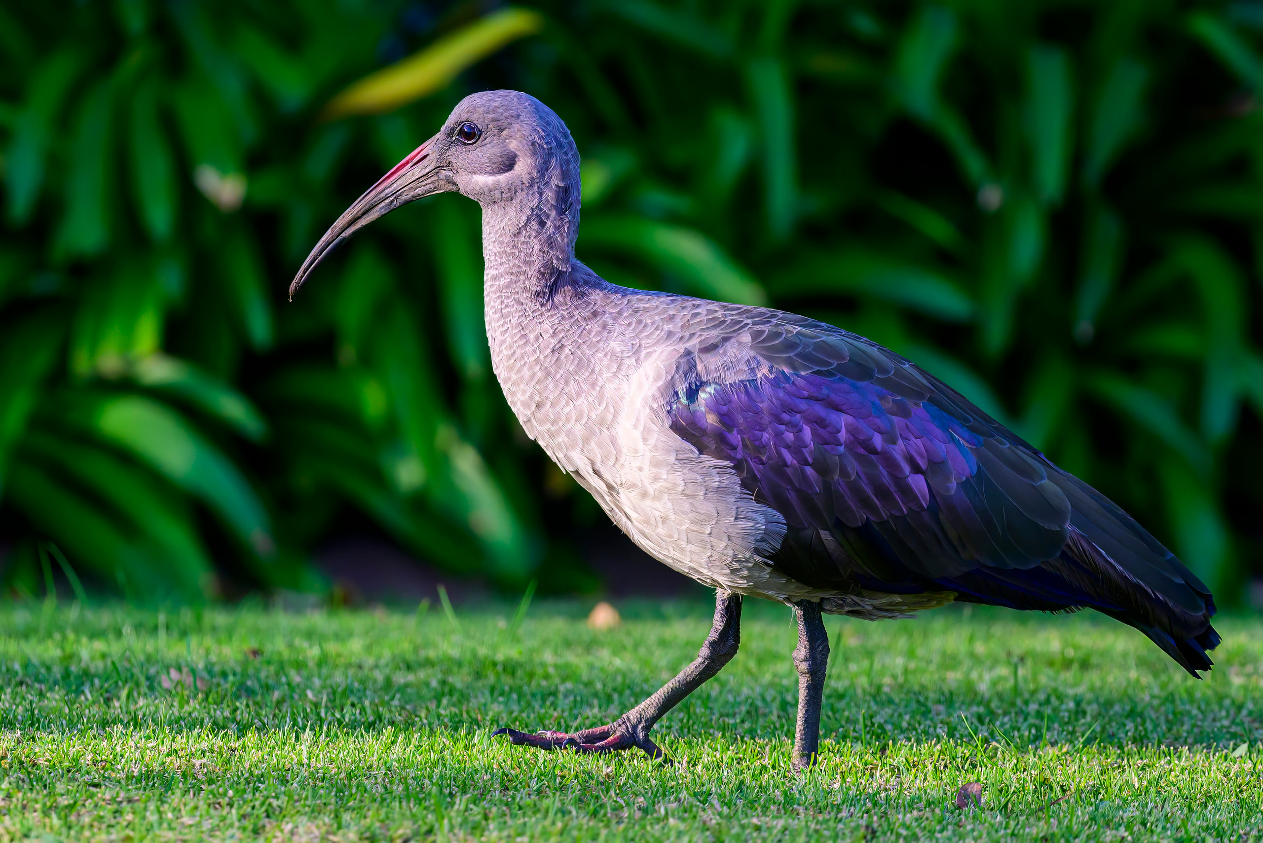 Парк Крюгера, ЮАР, 2023. Фотограф Сергей Пупонин