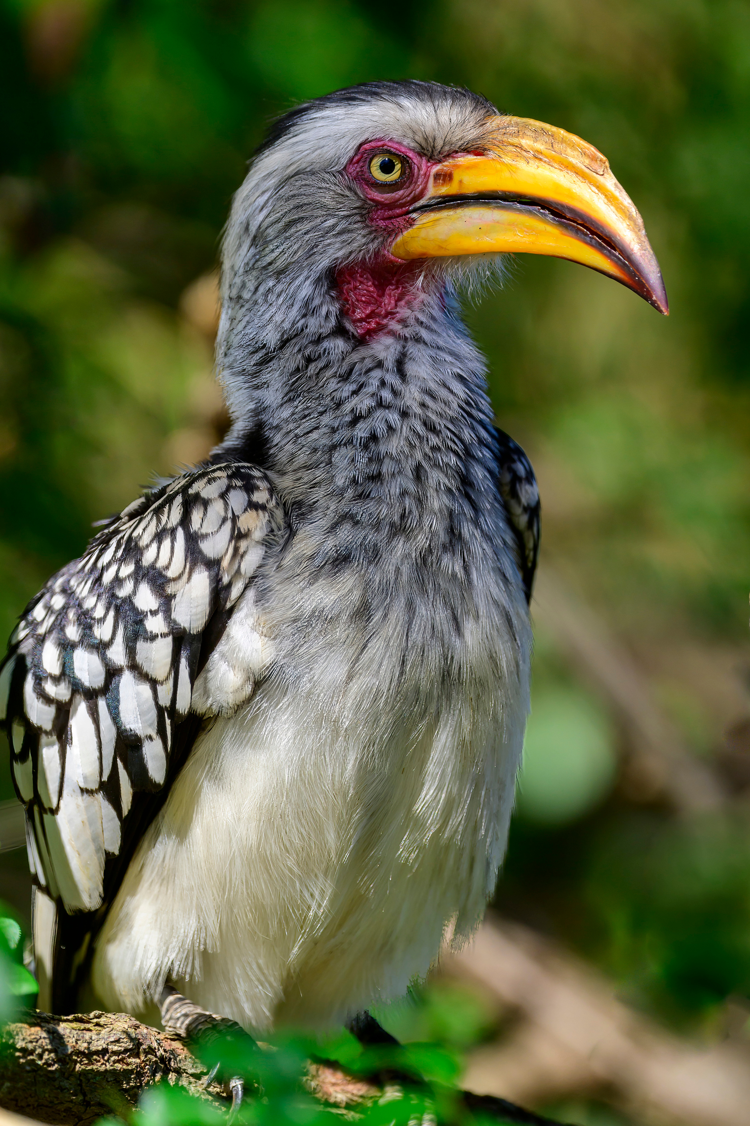 Парк Крюгера, ЮАР, 2023. Фотограф Сергей Пупонин