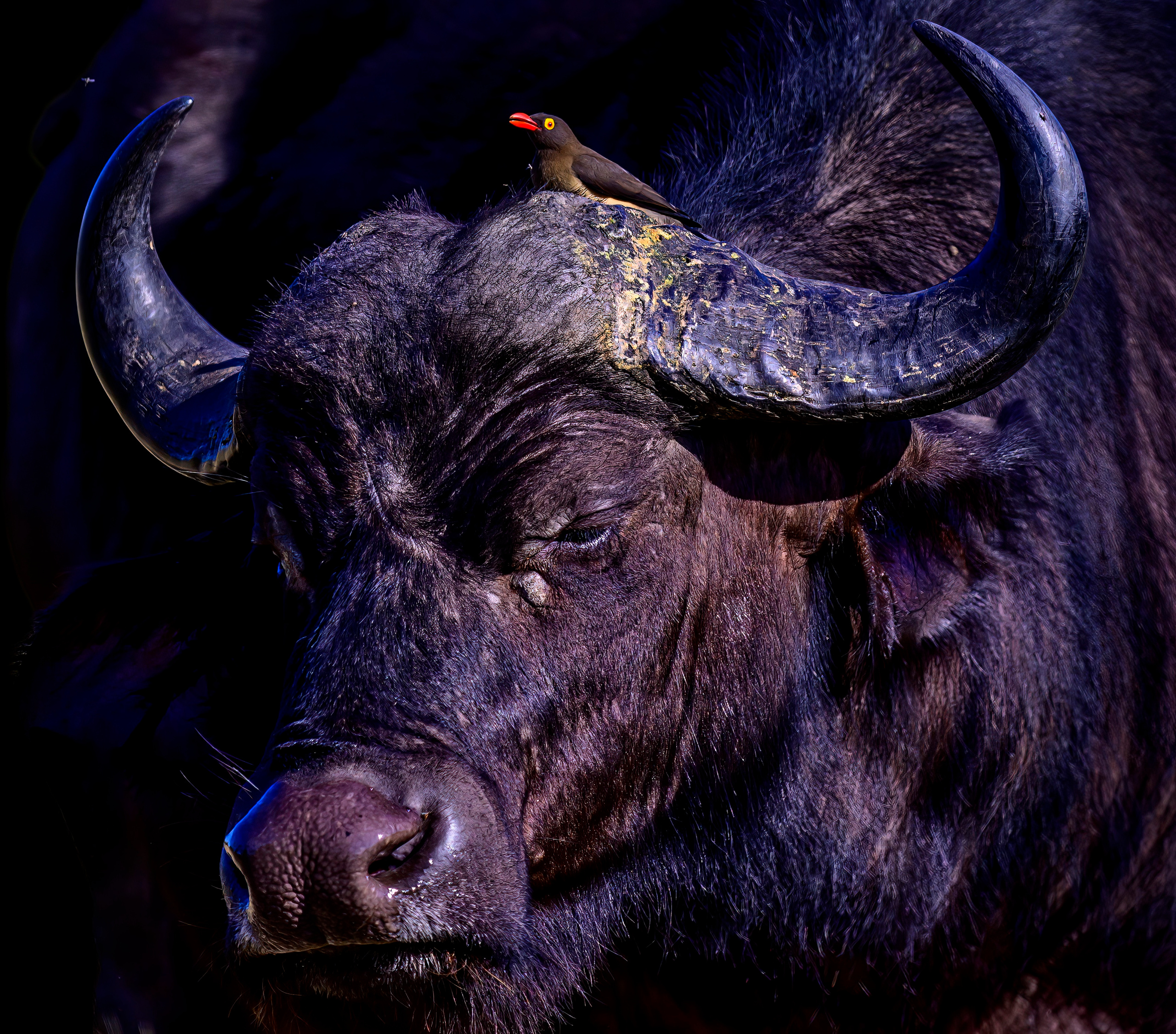 Парк Крюгера, ЮАР, 2023. Фотограф Сергей Пупонин