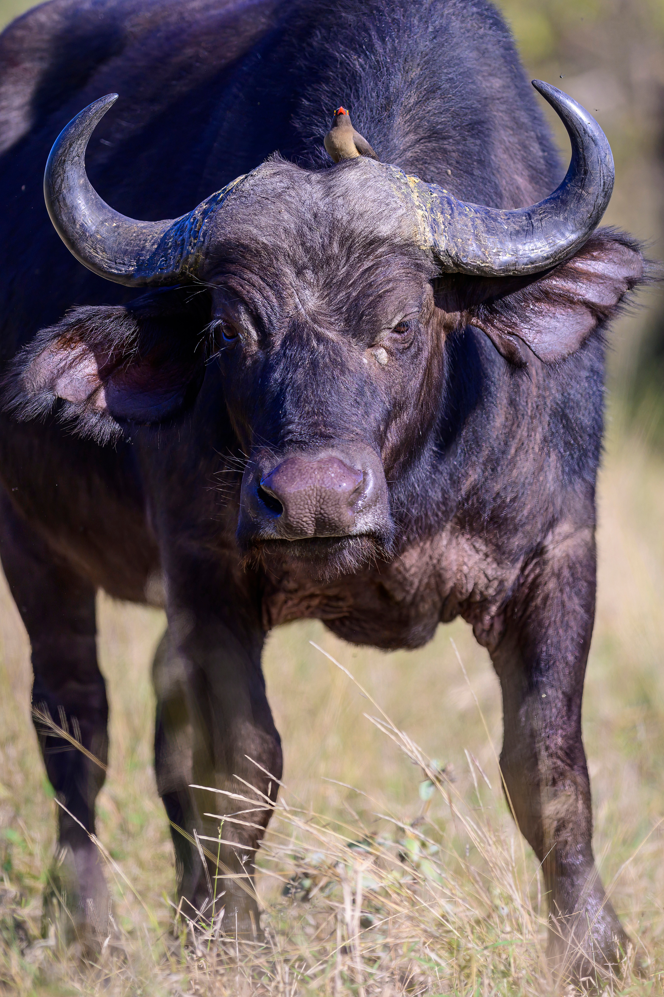 Парк Крюгера, ЮАР, 2023. Фотограф Сергей Пупонин