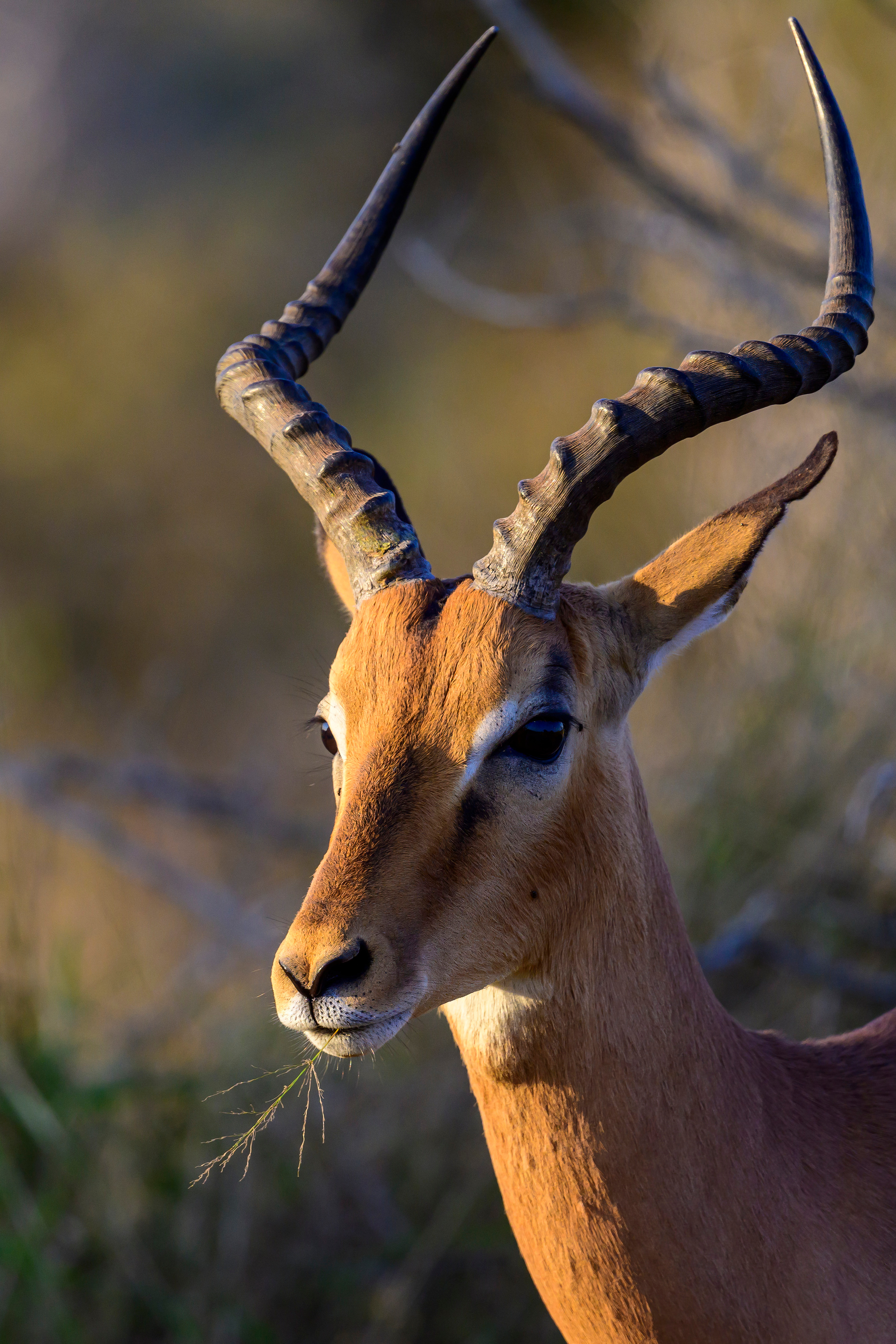 Парк Крюгера, ЮАР, 2023. Фотограф Сергей Пупонин