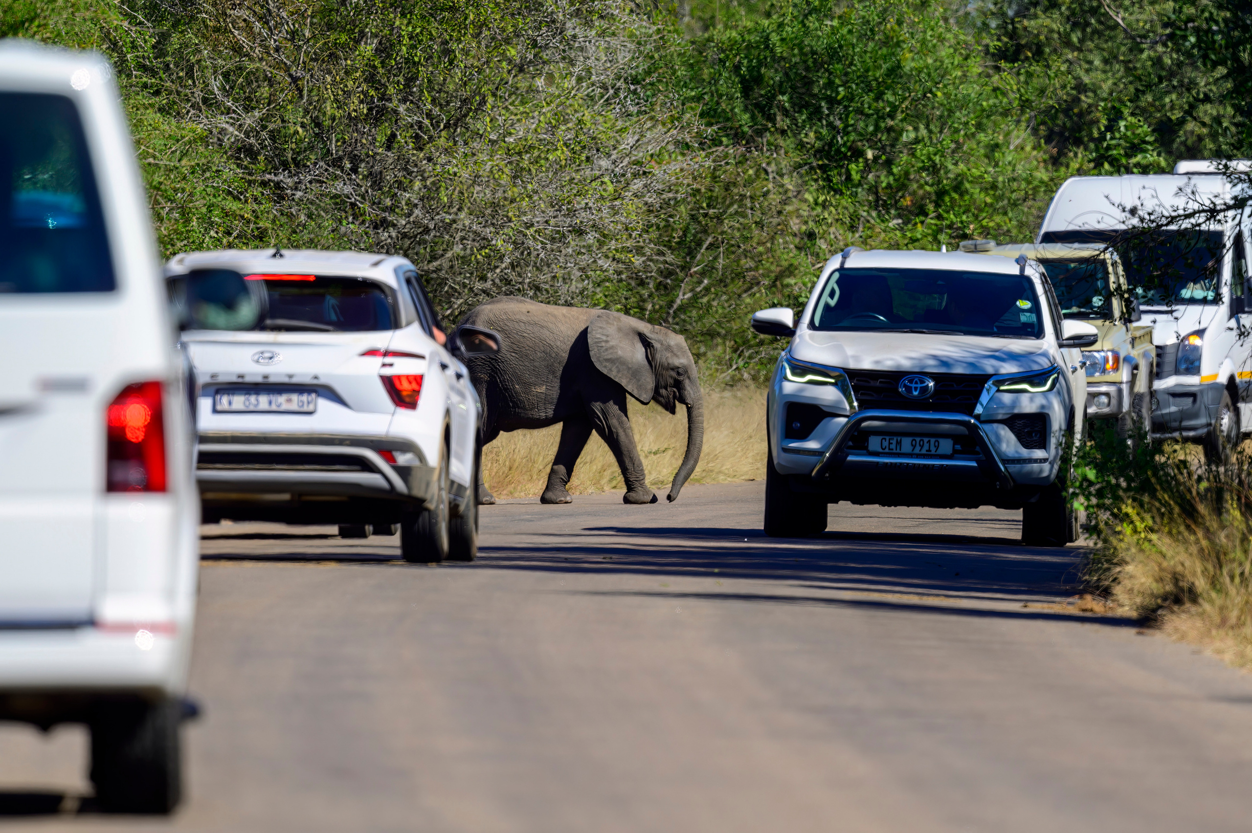 Парк Крюгера, ЮАР, 2023. Фотограф Сергей Пупонин