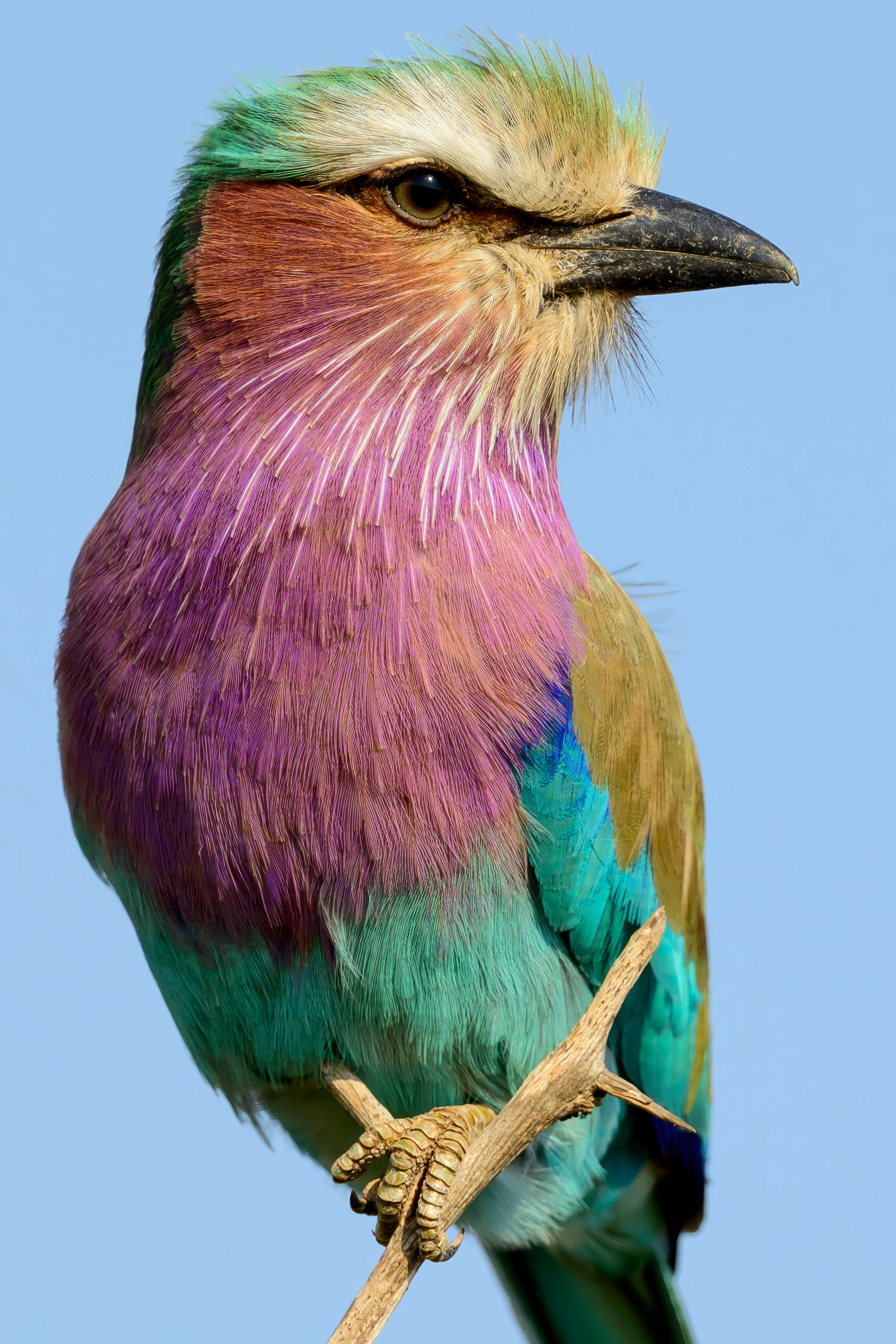 Парк Крюгера, ЮАР, 2023. Фотограф Сергей Пупонин