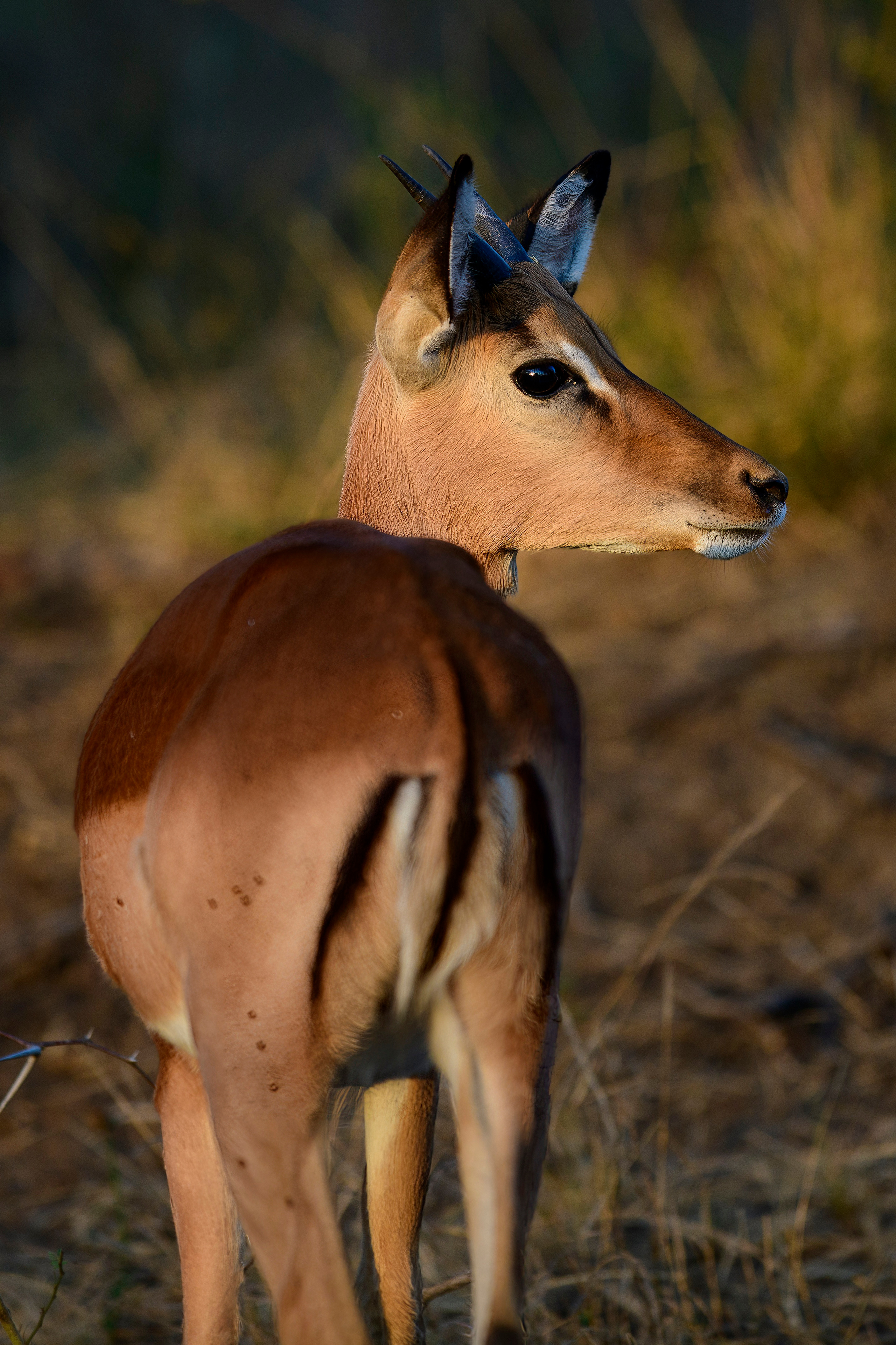 Парк Крюгера, ЮАР, 2023. Фотограф Сергей Пупонин