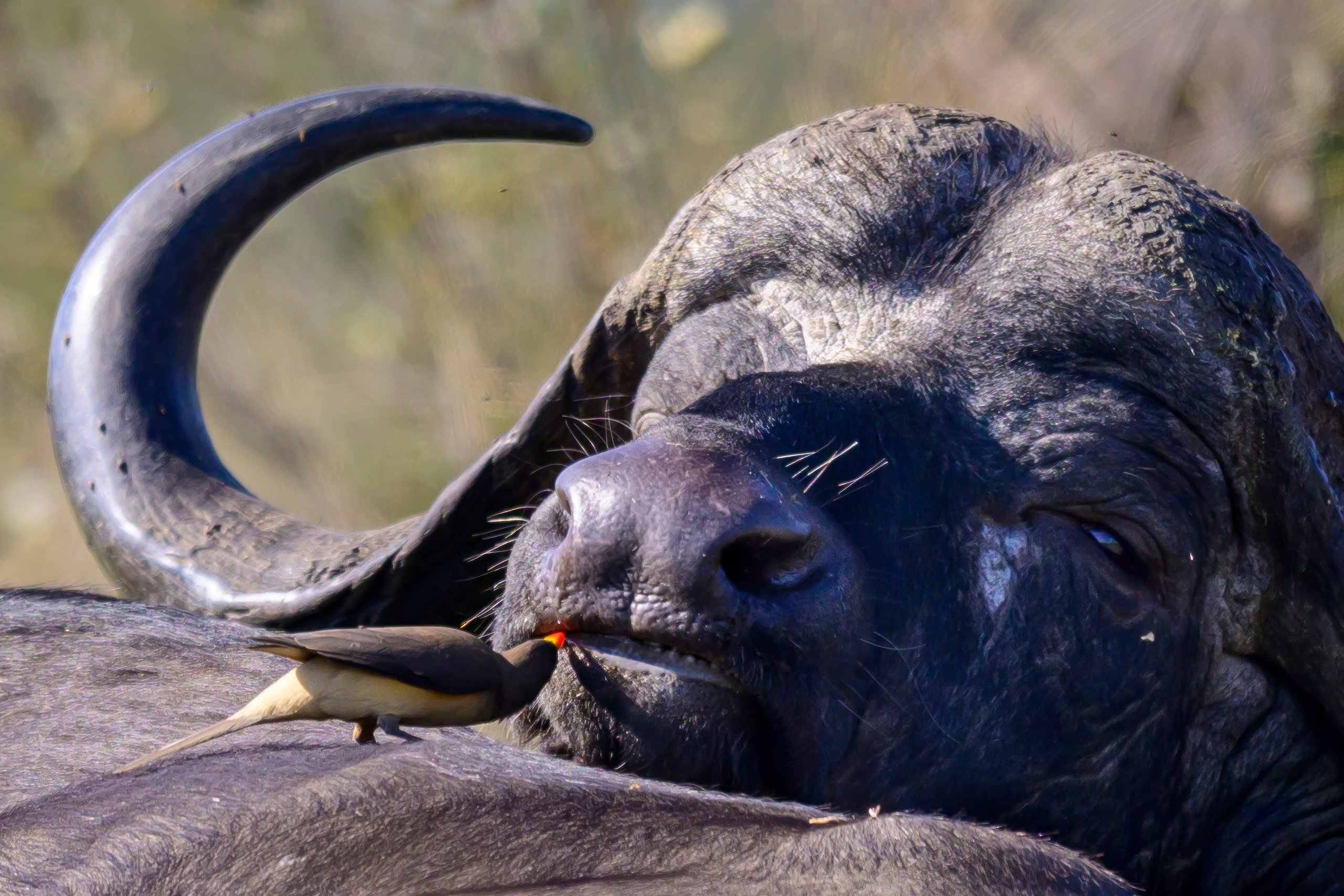 Парк Крюгера, ЮАР, 2023. Фотограф Сергей Пупонин
