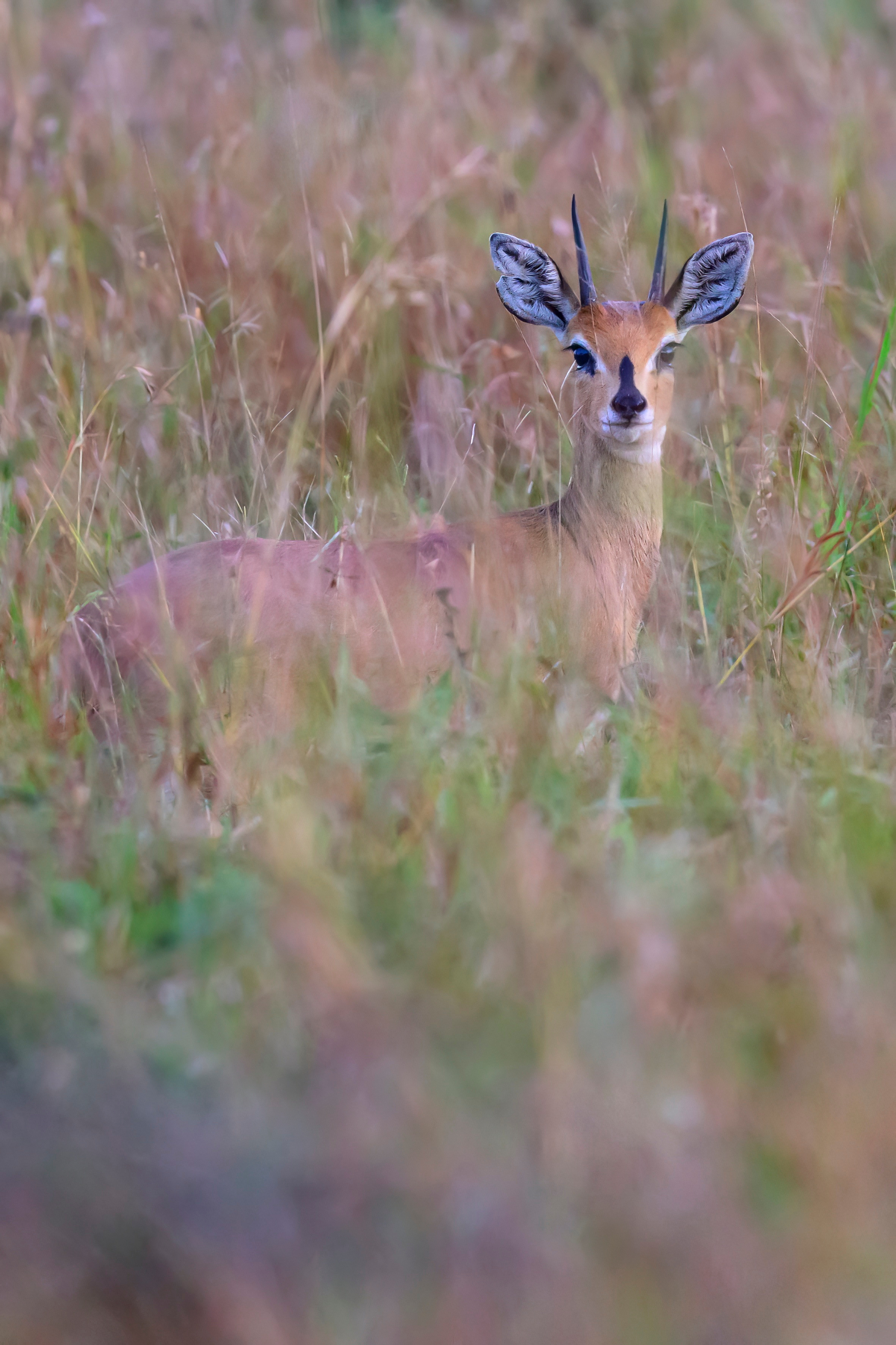 Парк Крюгера, ЮАР, 2023. Фотограф Сергей Пупонин