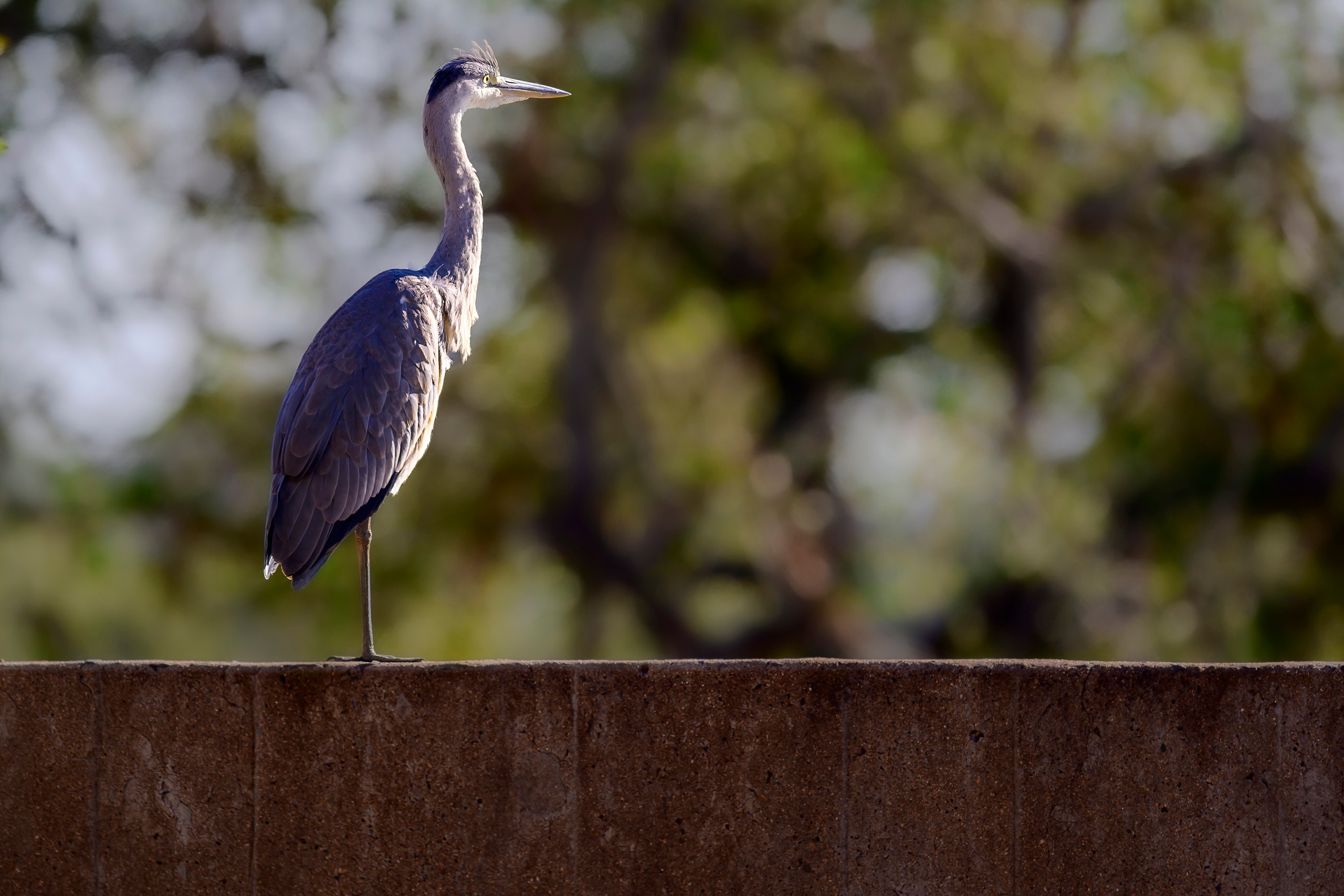 Парк Крюгера, ЮАР, 2023. Фотограф Сергей Пупонин