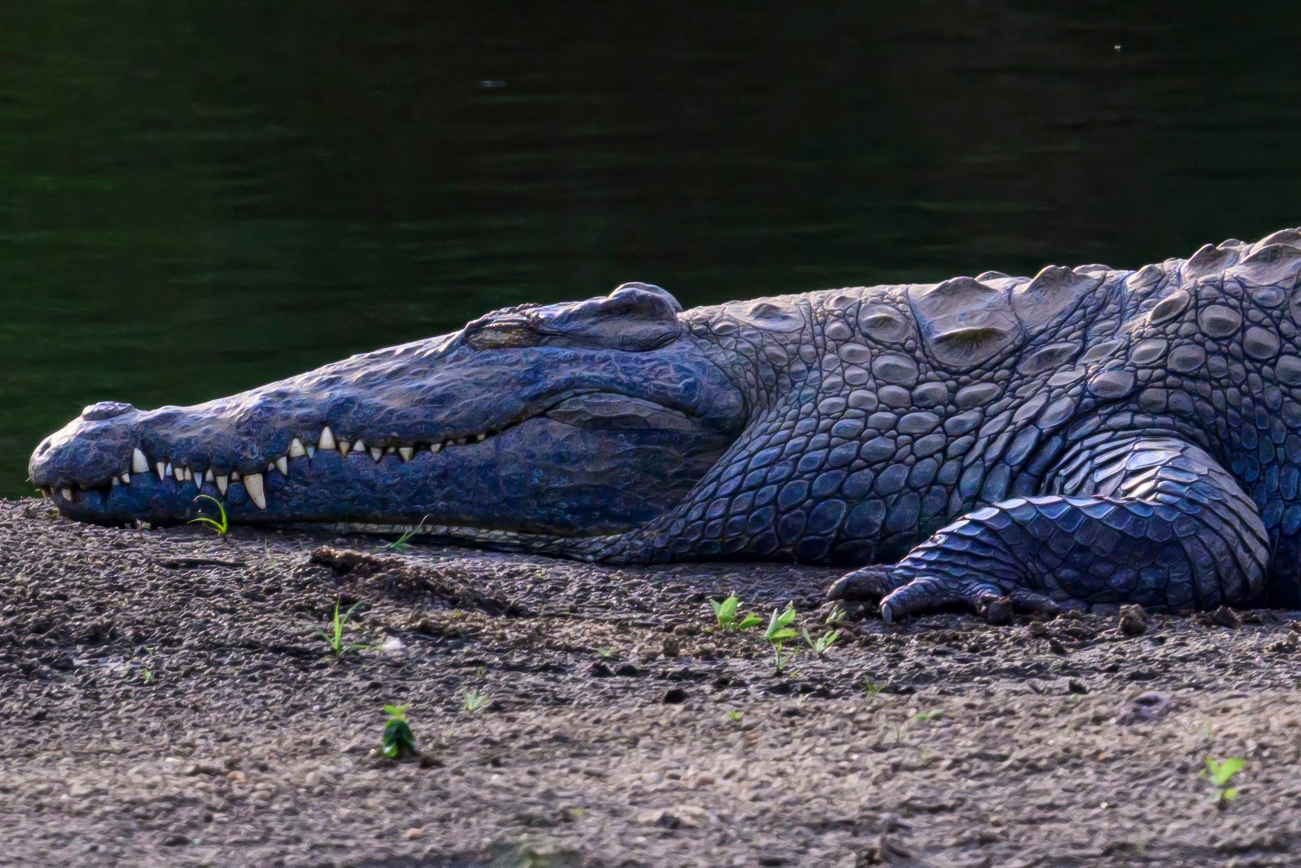 Парк Крюгера, ЮАР, 2023. Фотограф Сергей Пупонин