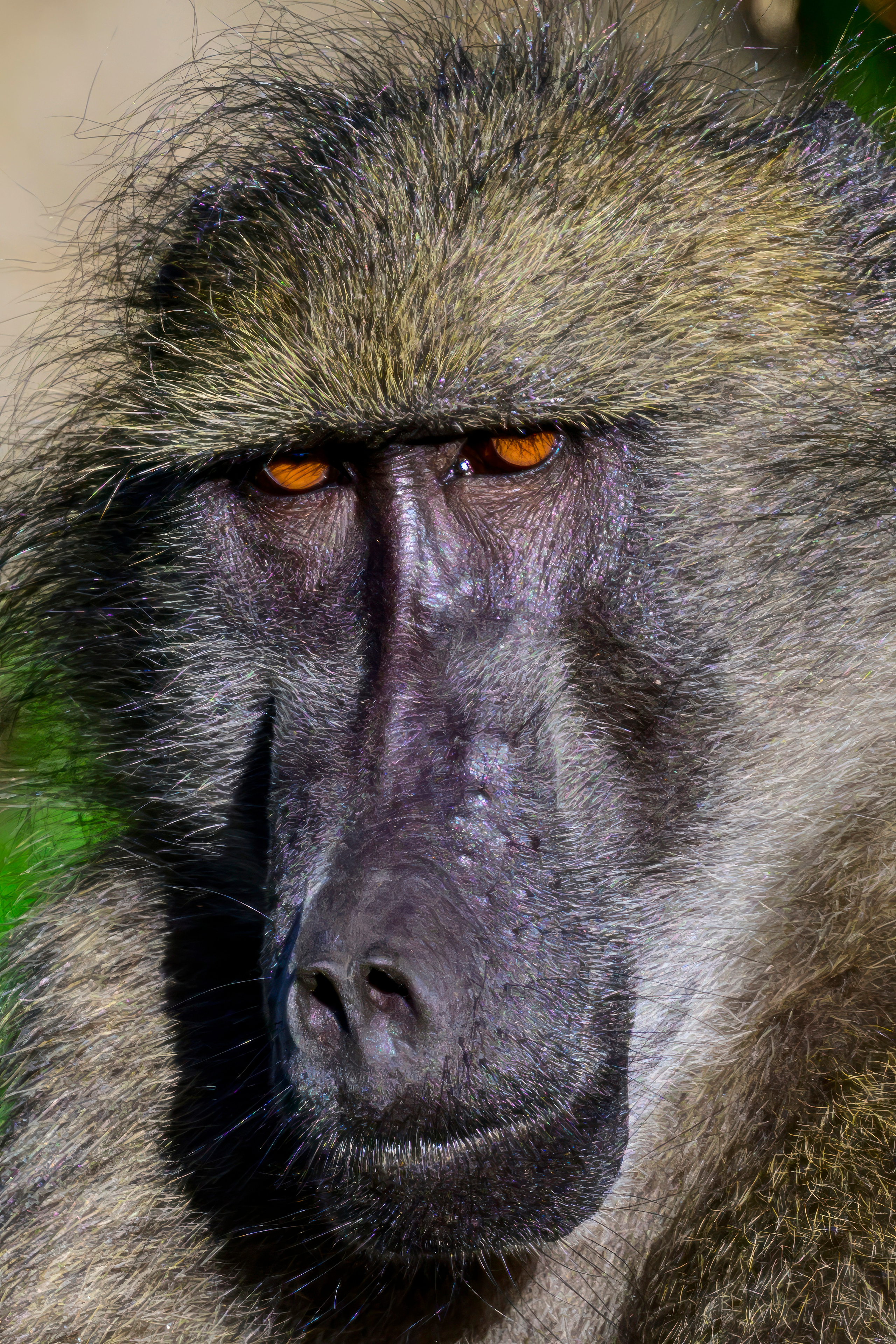 Парк Крюгера, ЮАР, 2023. Фотограф Сергей Пупонин