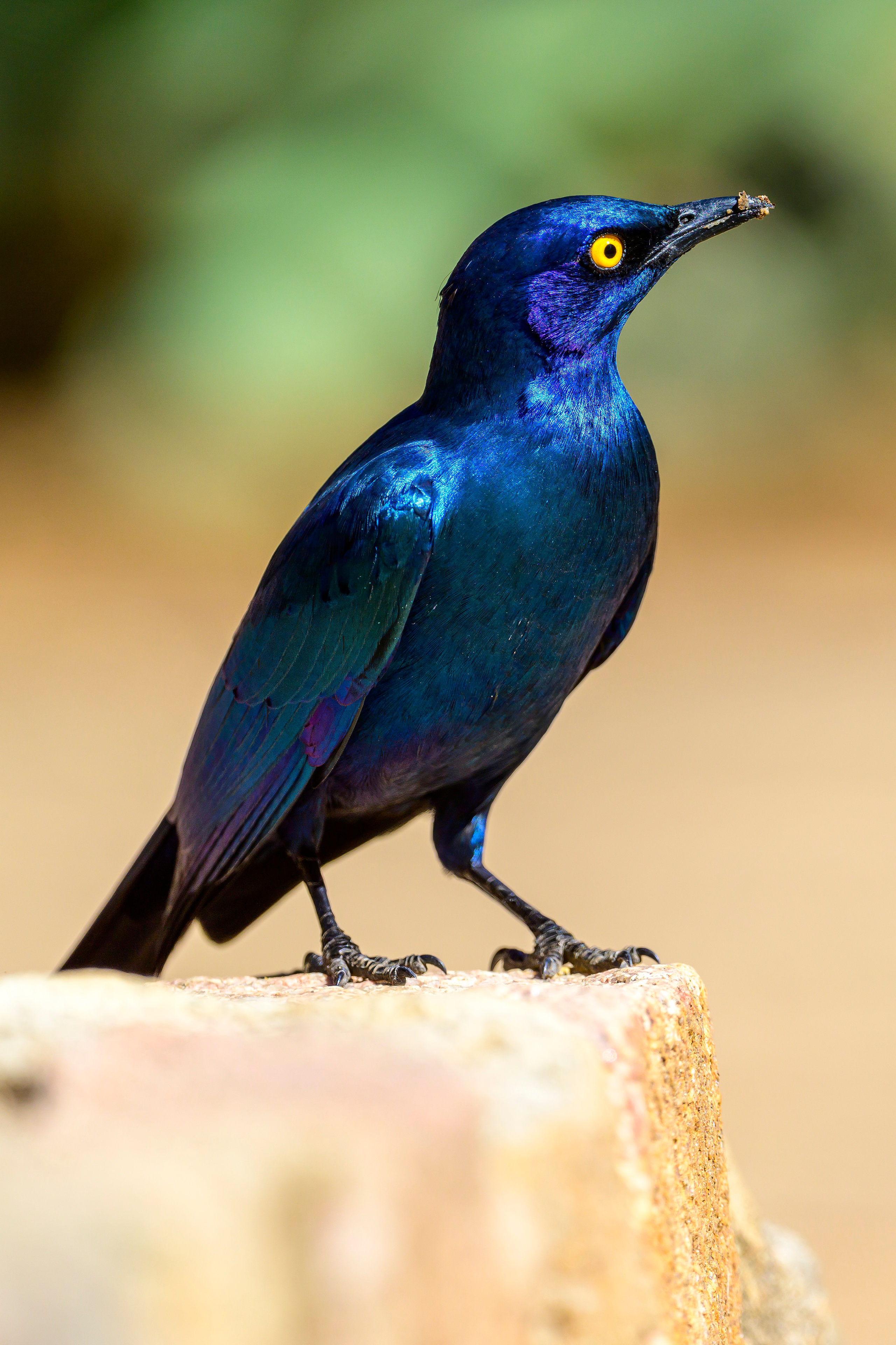 Парк Крюгера, ЮАР, 2023. Фотограф Сергей Пупонин