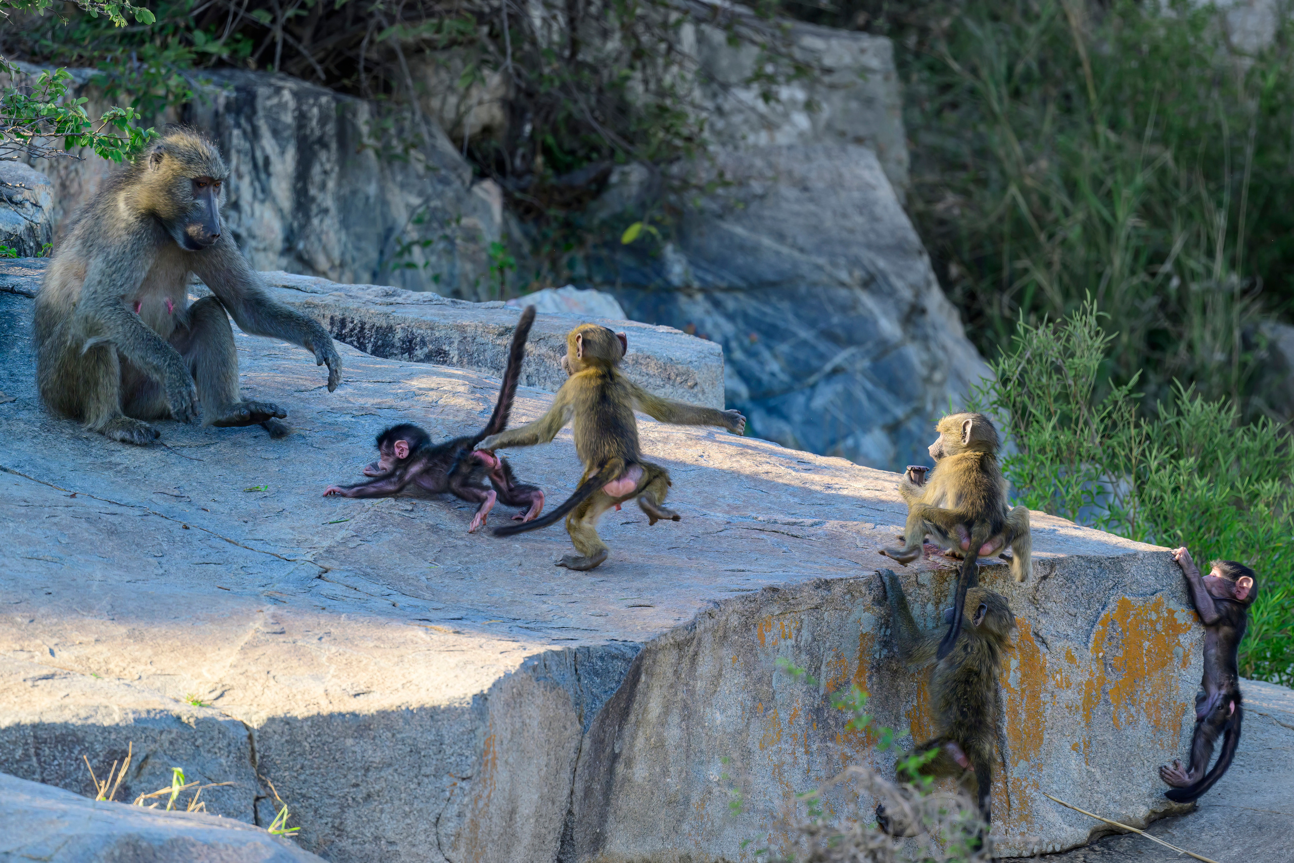 Парк Крюгера, ЮАР, 2023. Фотограф Сергей Пупонин