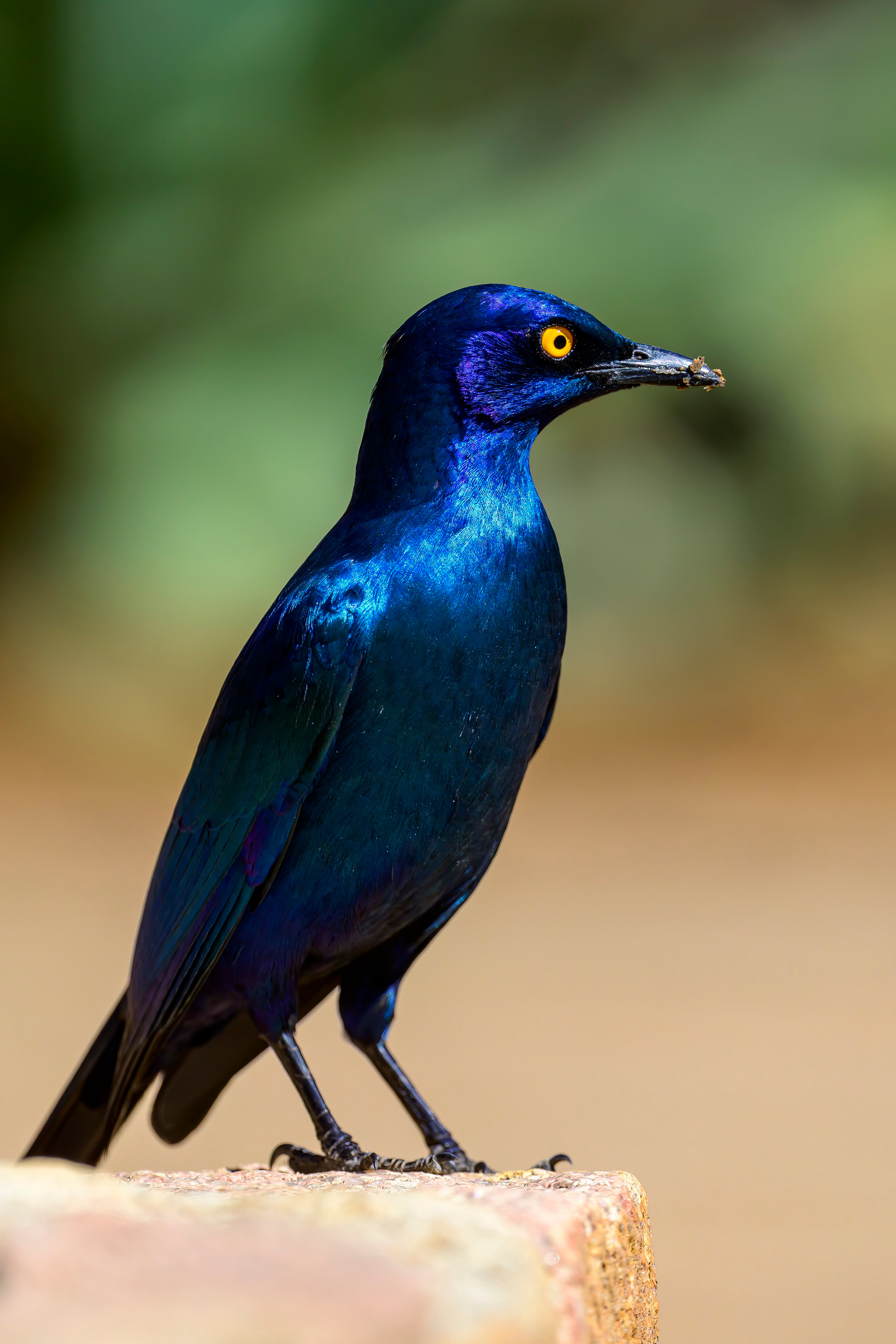 Парк Крюгера, ЮАР, 2023. Фотограф Сергей Пупонин