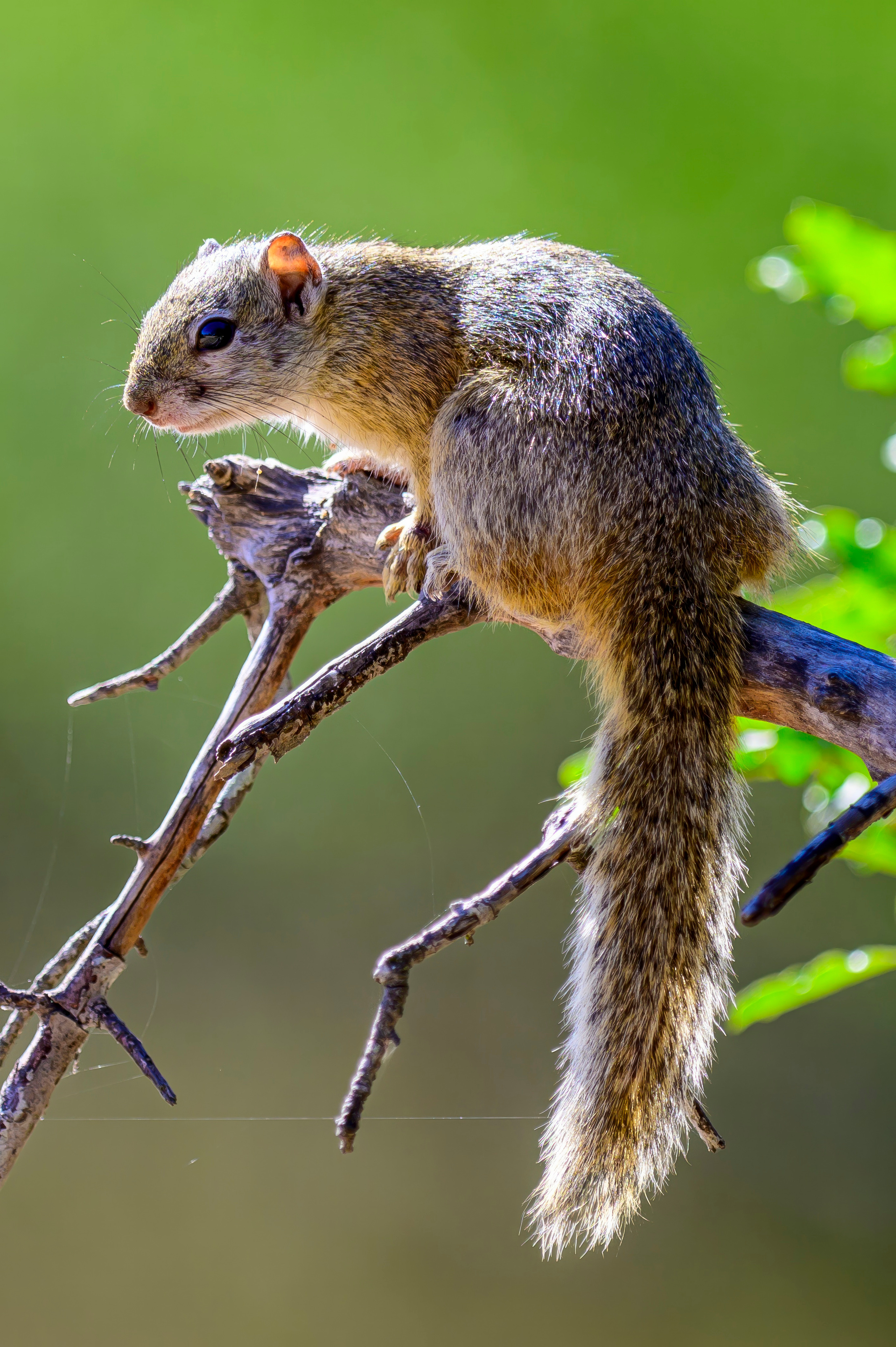 Парк Крюгера, ЮАР, 2023. Фотограф Сергей Пупонин