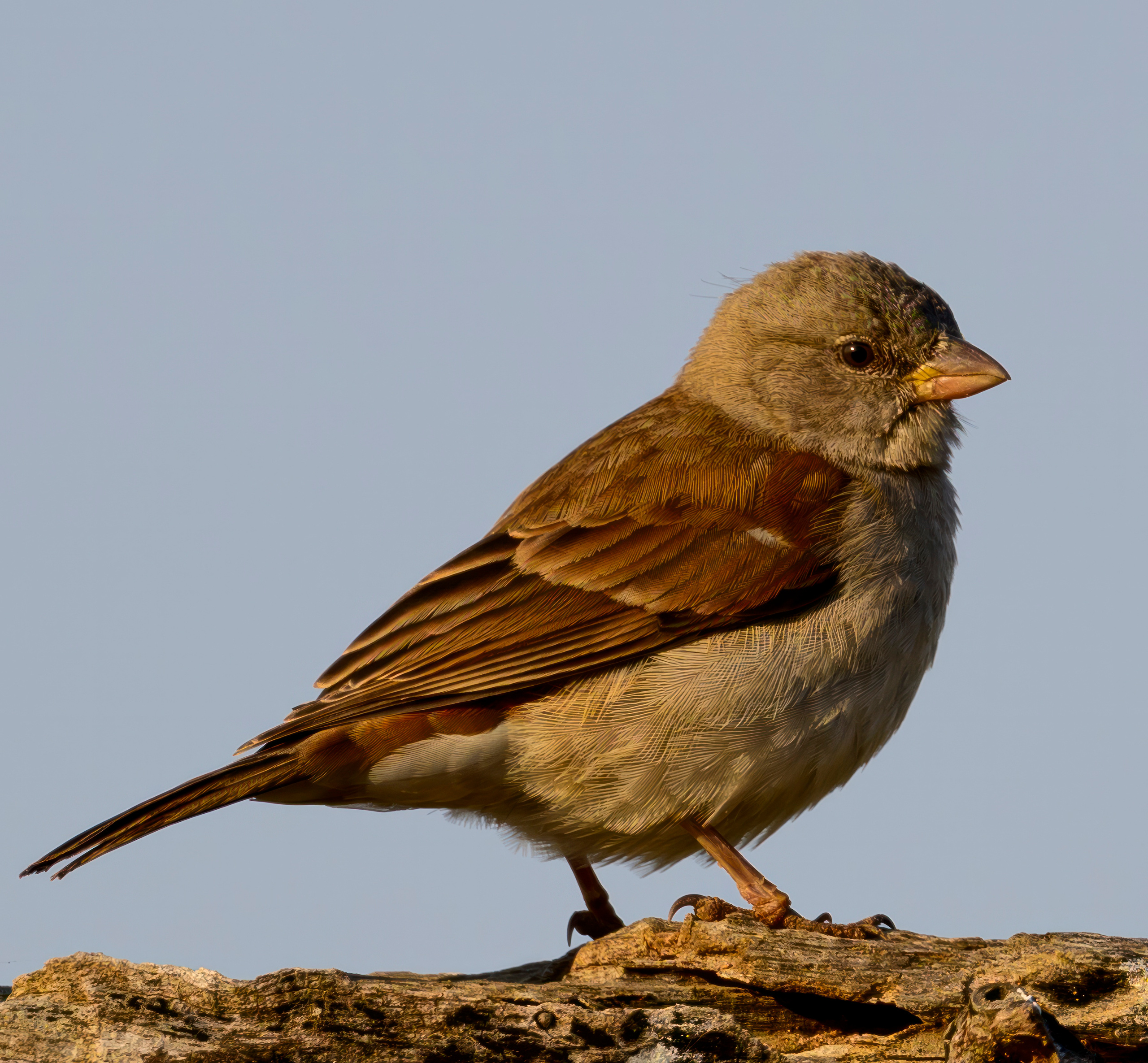 Парк Крюгера, ЮАР, 2023. Фотограф Сергей Пупонин