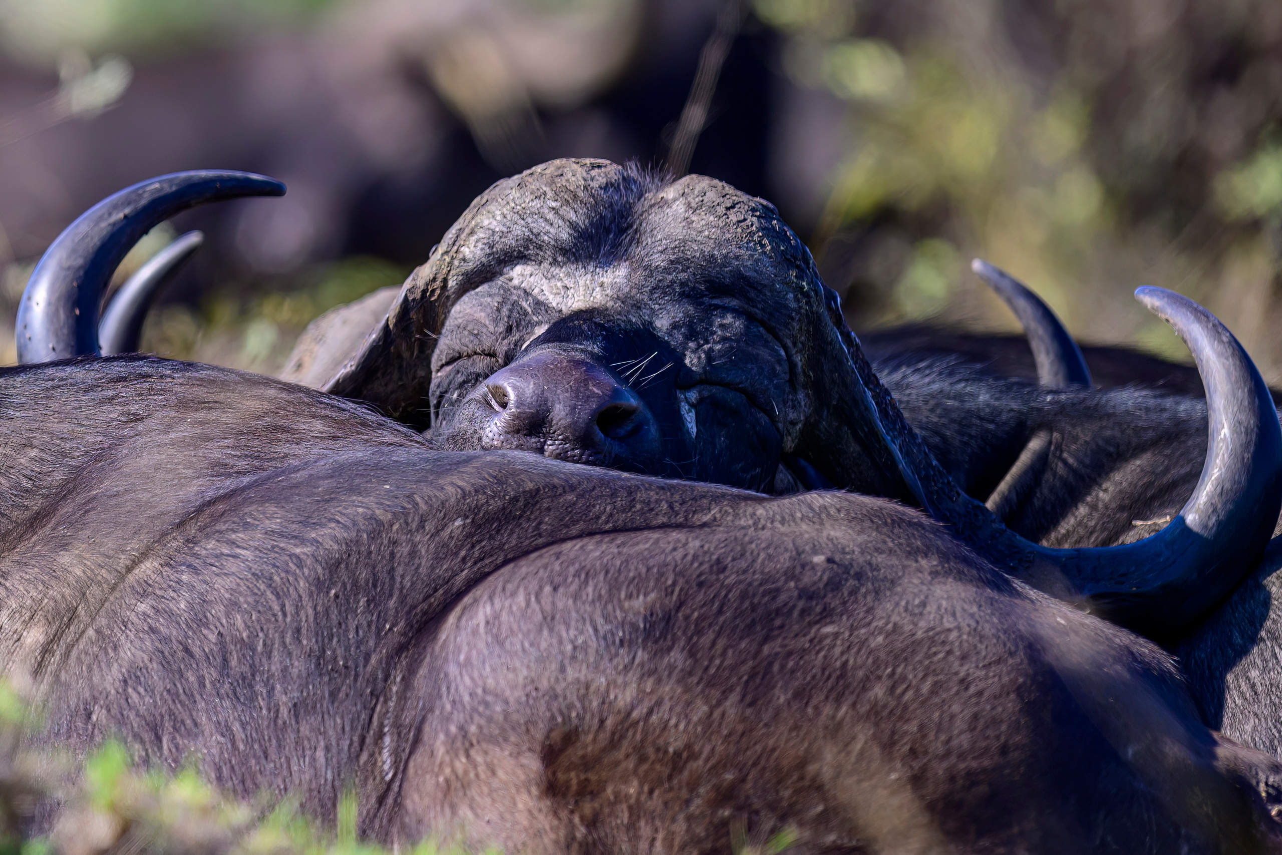 Парк Крюгера, ЮАР, 2023. Фотограф Сергей Пупонин