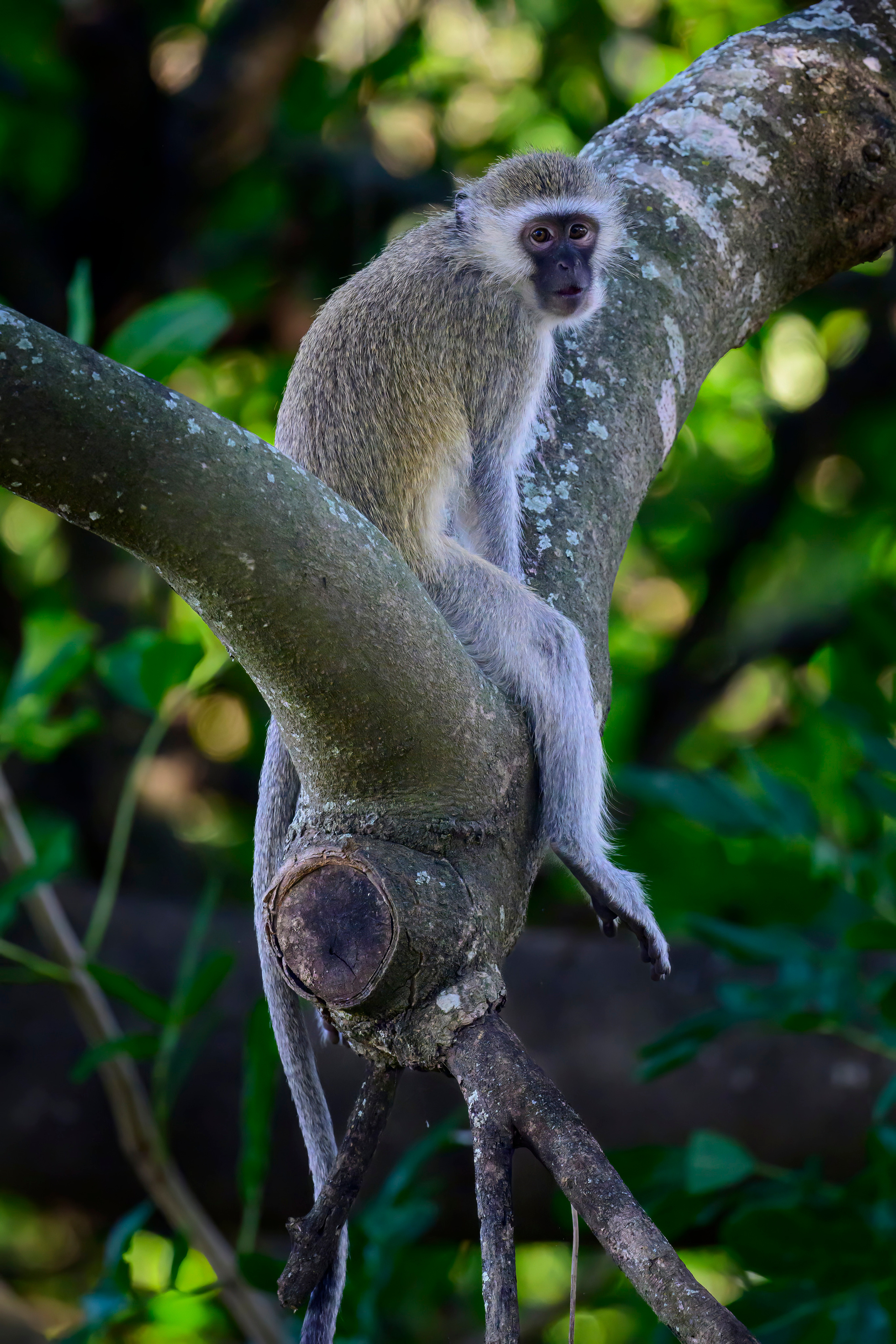 Парк Крюгера, ЮАР, 2023. Фотограф Сергей Пупонин