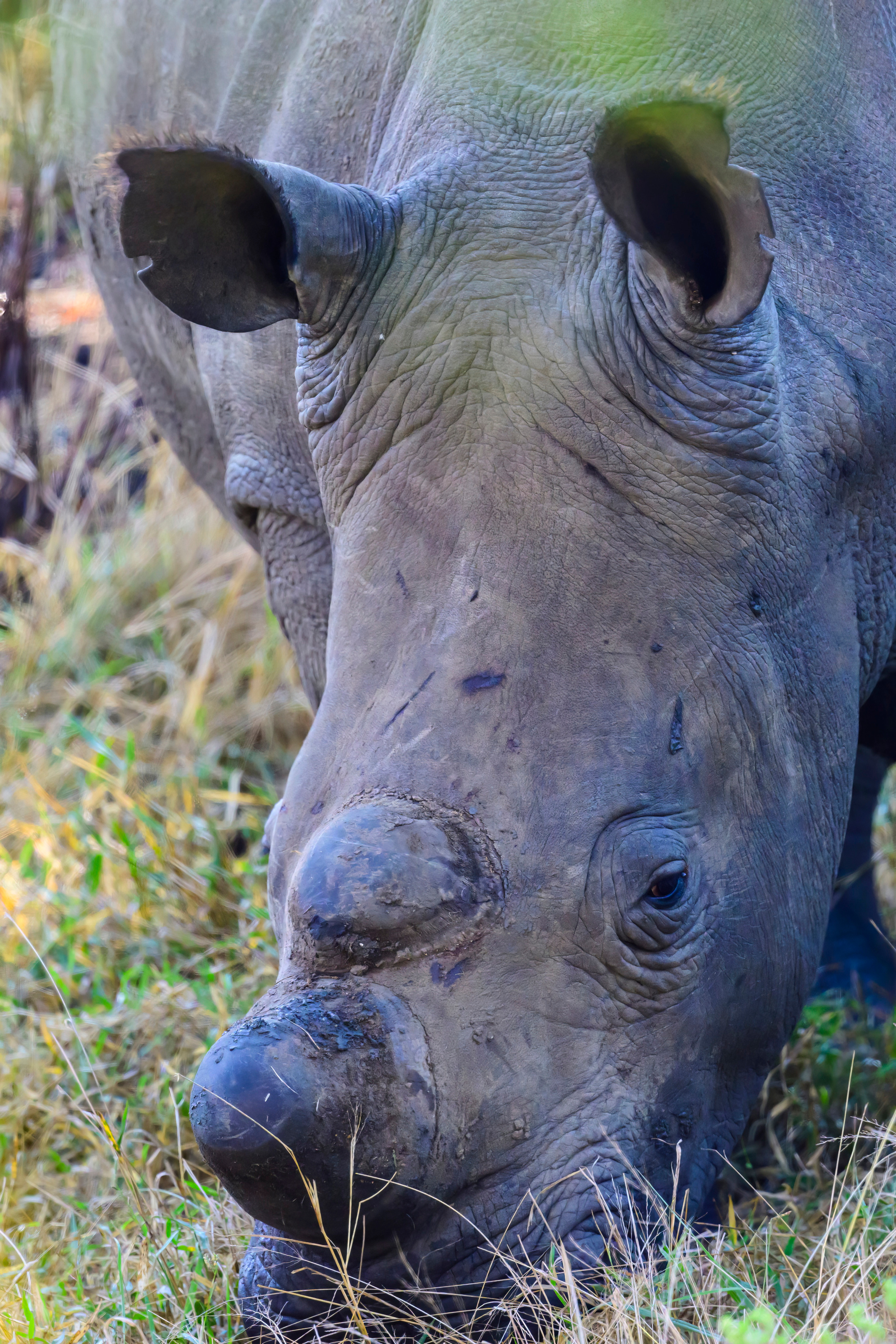 Парк Крюгера, ЮАР, 2023. Фотограф Сергей Пупонин