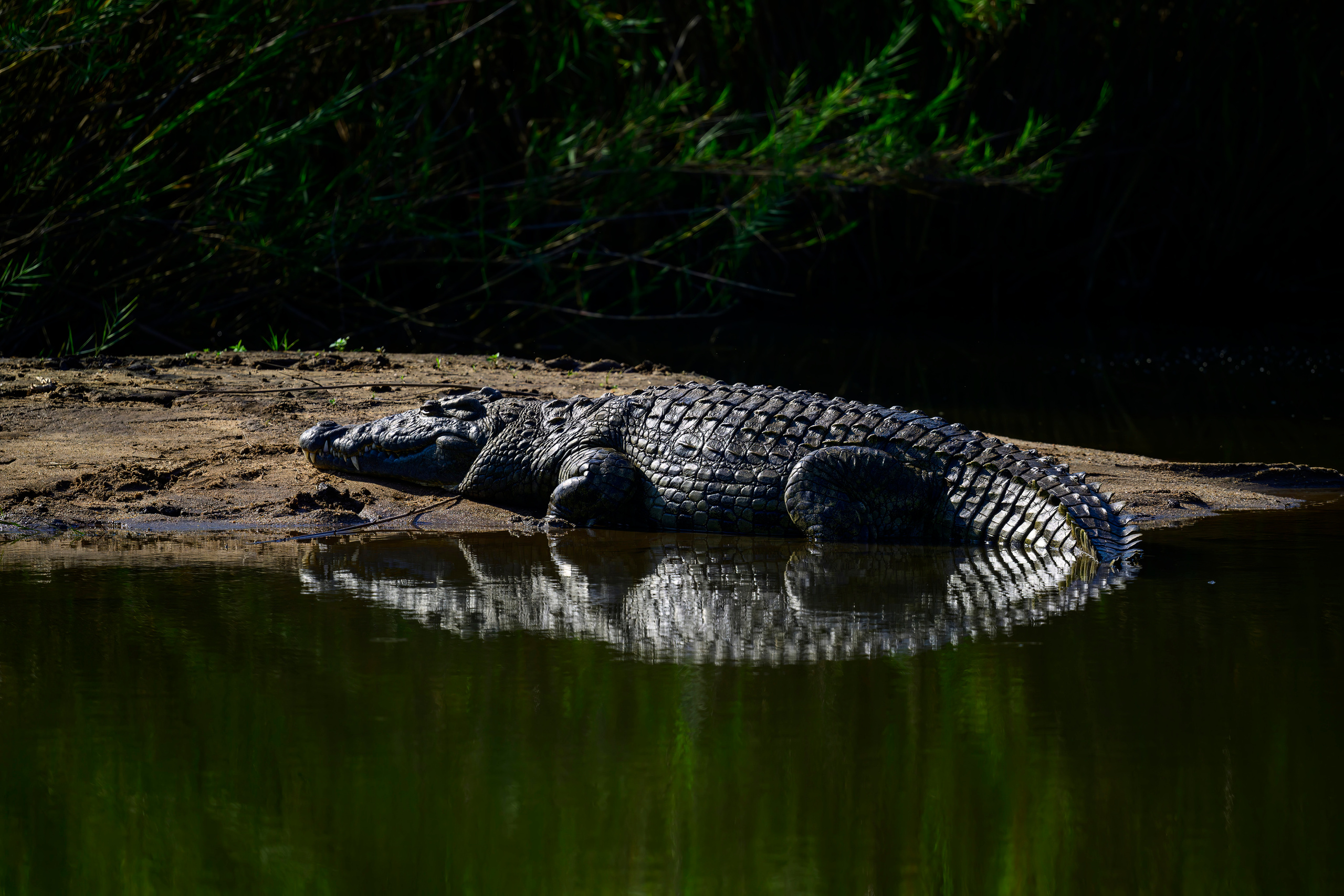 Парк Крюгера, ЮАР, 2023. Фотограф Сергей Пупонин