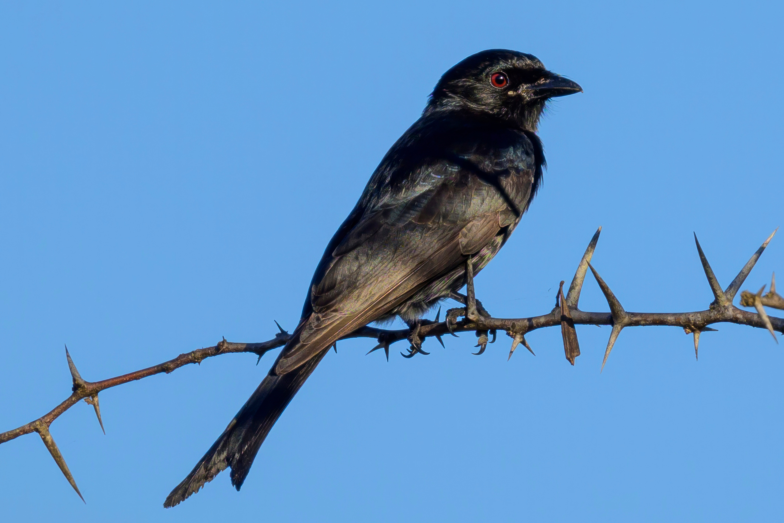Парк Крюгера, ЮАР, 2023. Фотограф Сергей Пупонин