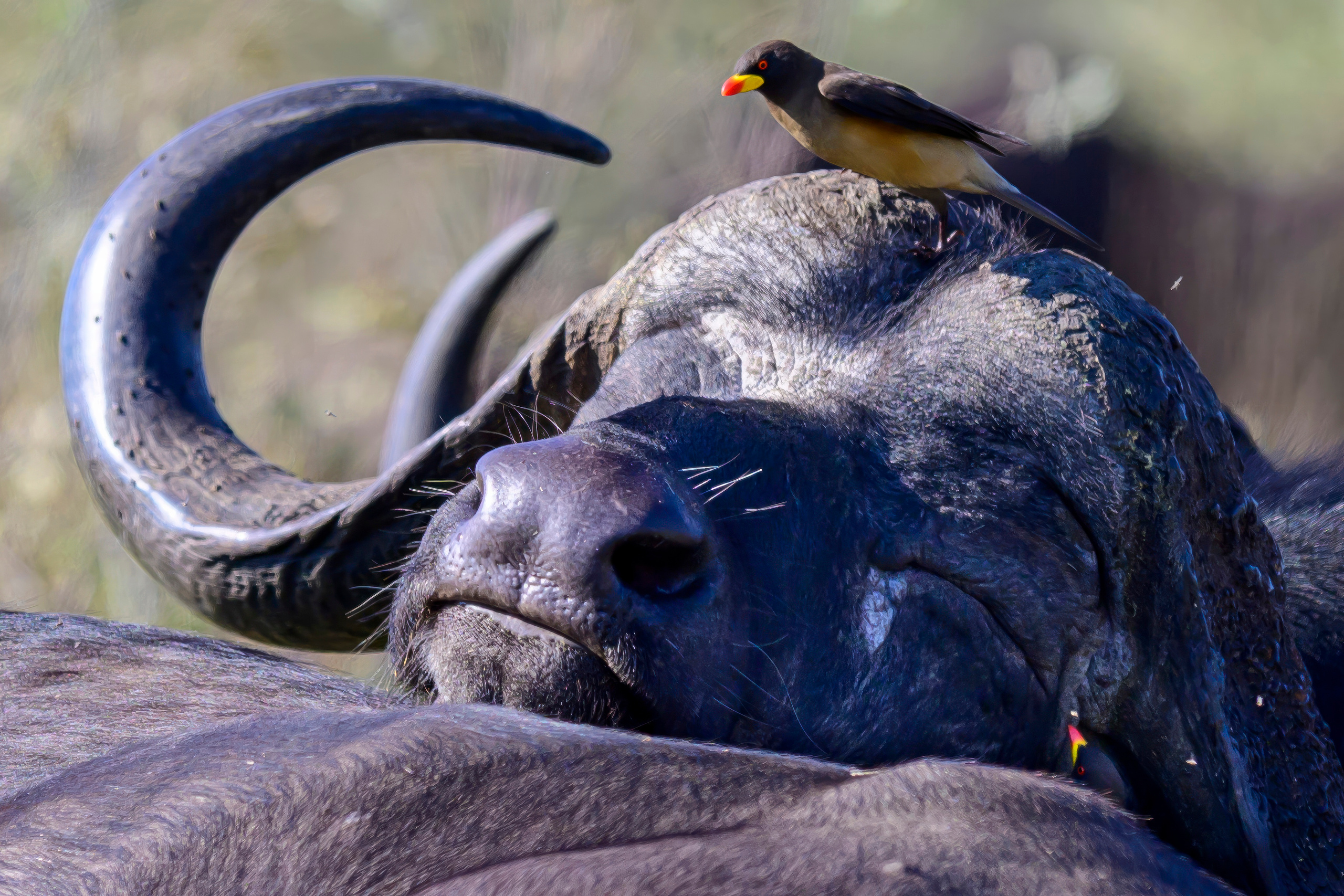 Парк Крюгера, ЮАР, 2023. Фотограф Сергей Пупонин