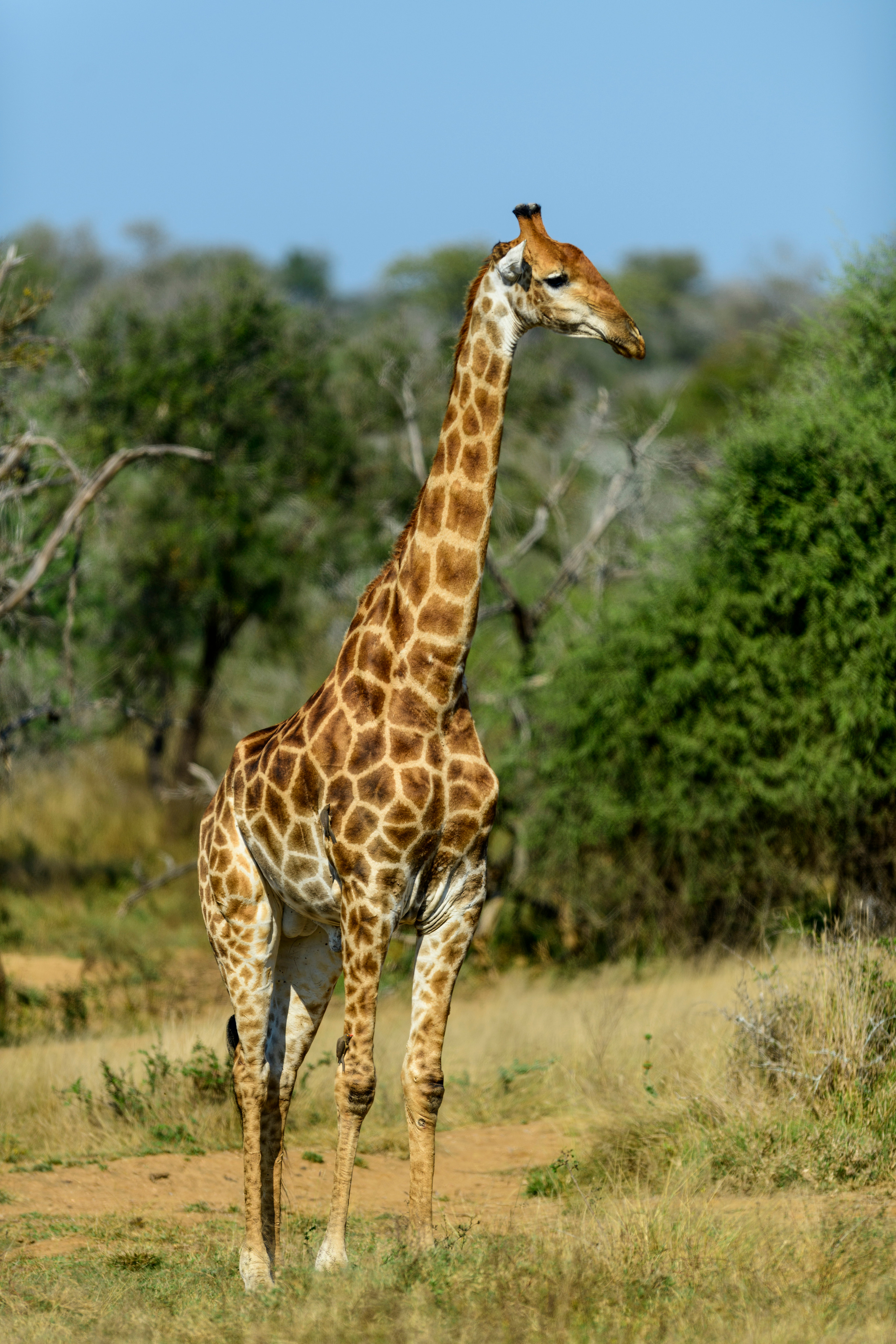 Парк Крюгера, ЮАР, 2023. Фотограф Сергей Пупонин