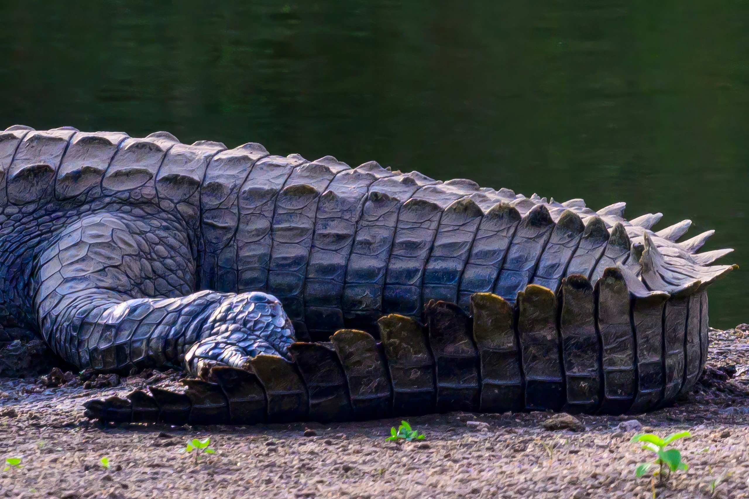 Парк Крюгера, ЮАР, 2023. Фотограф Сергей Пупонин