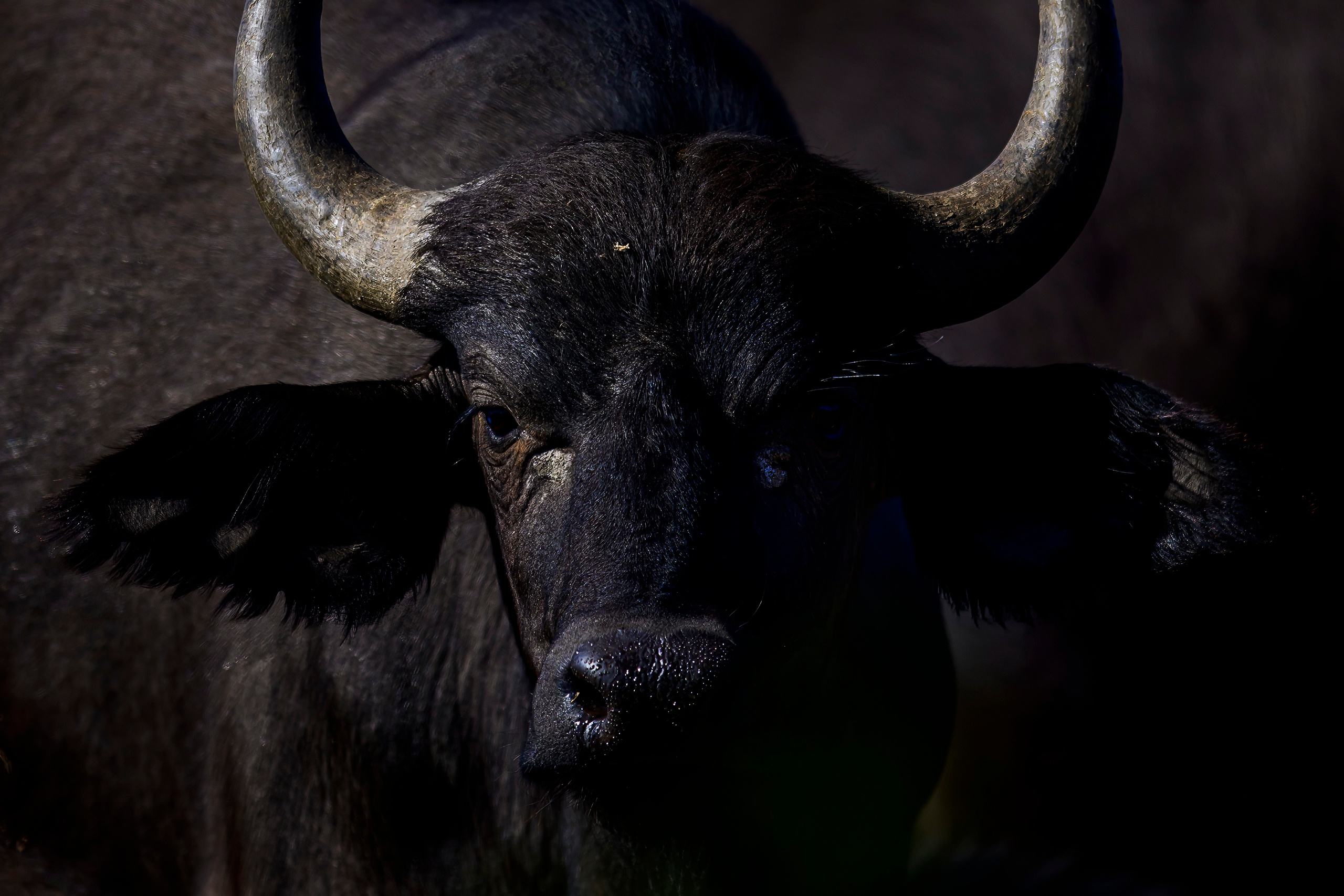 Парк Крюгера, ЮАР, 2023. Фотограф Сергей Пупонин