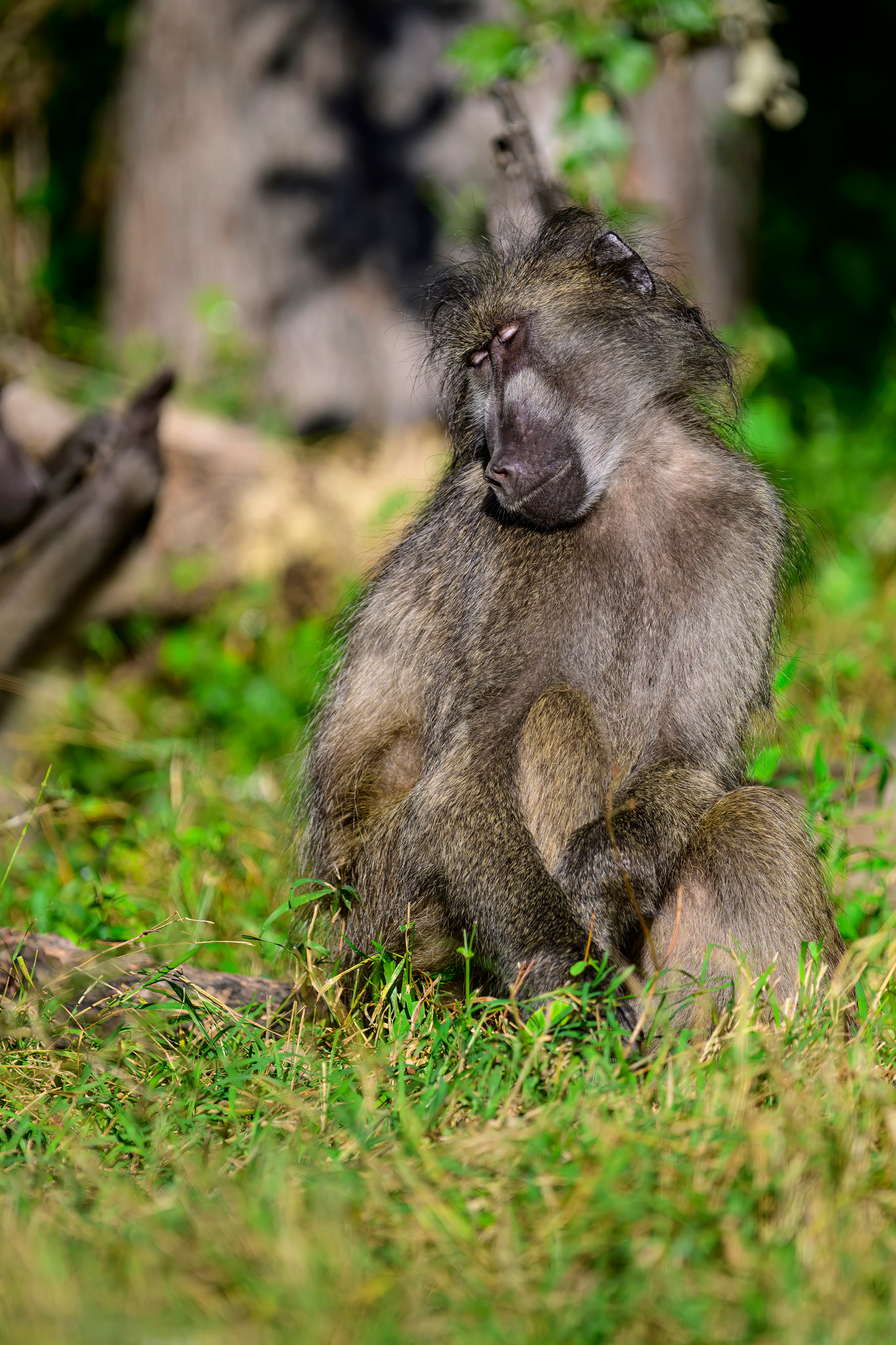 Парк Крюгера, ЮАР, 2023. Фотограф Сергей Пупонин