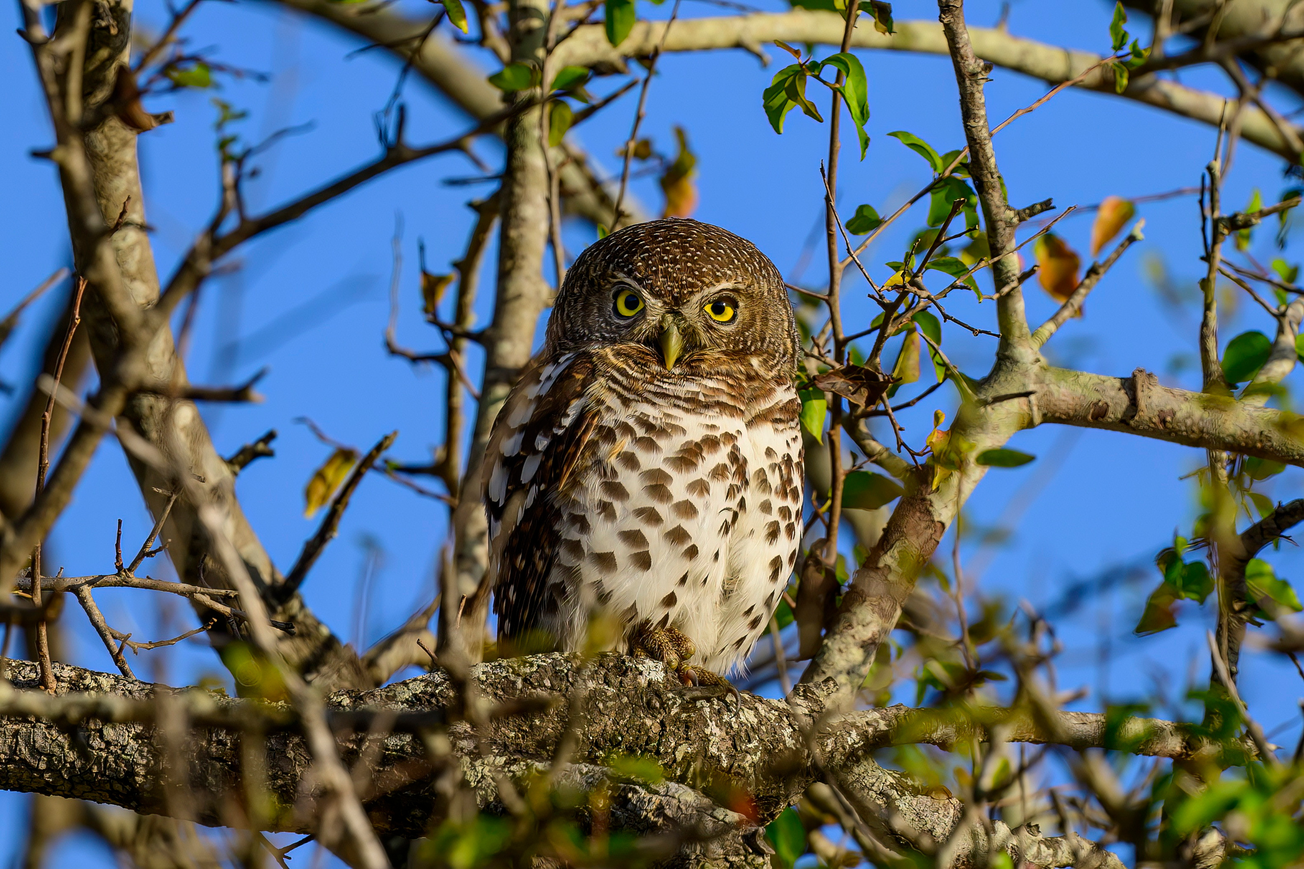 Парк Крюгера, ЮАР, 2023. Фотограф Сергей Пупонин