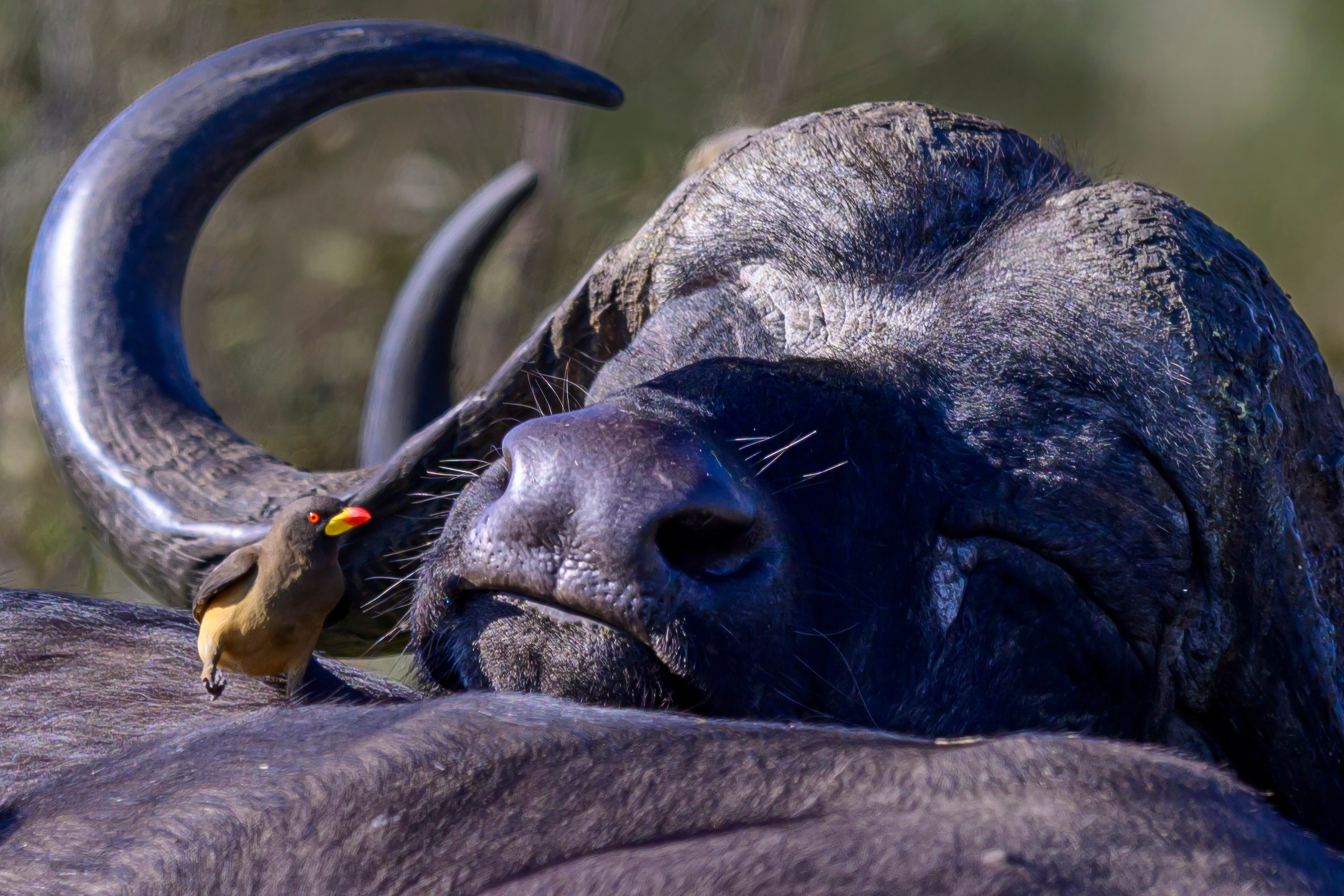 Парк Крюгера, ЮАР, 2023. Фотограф Сергей Пупонин