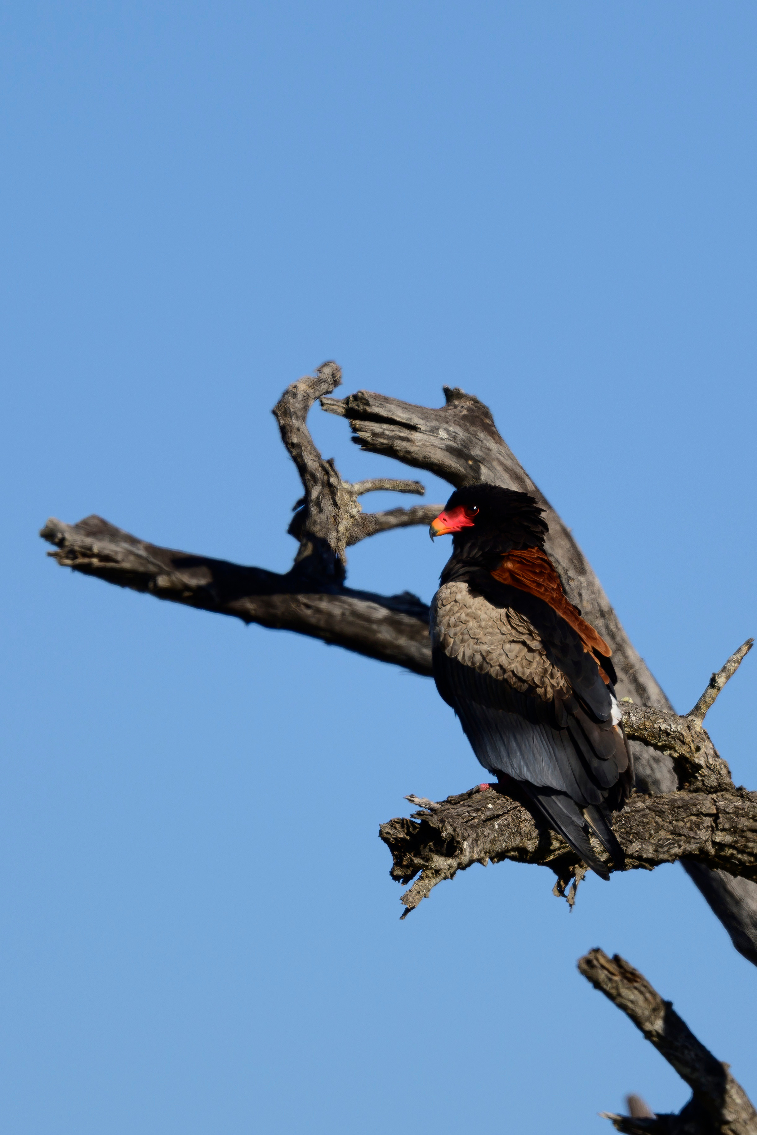 Парк Крюгера, ЮАР, 2023. Фотограф Сергей Пупонин