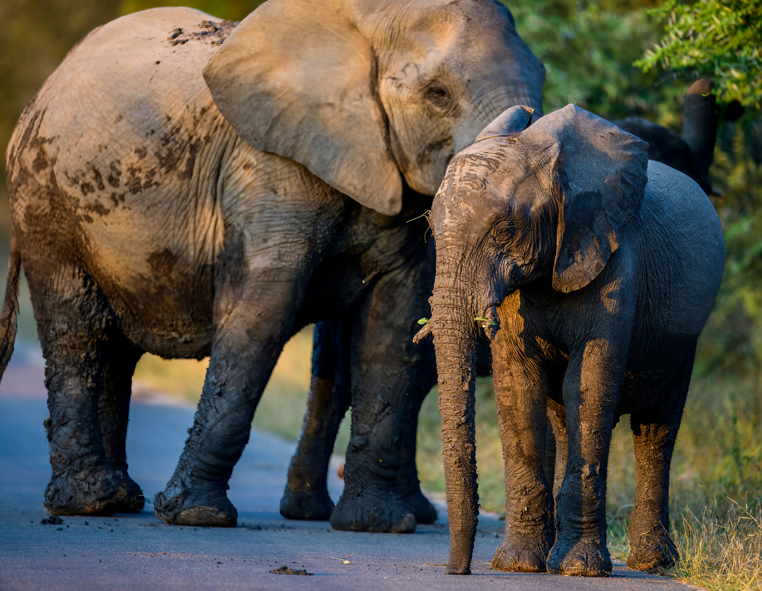 Парк Крюгера, ЮАР, 2023. Фотограф Сергей Пупонин