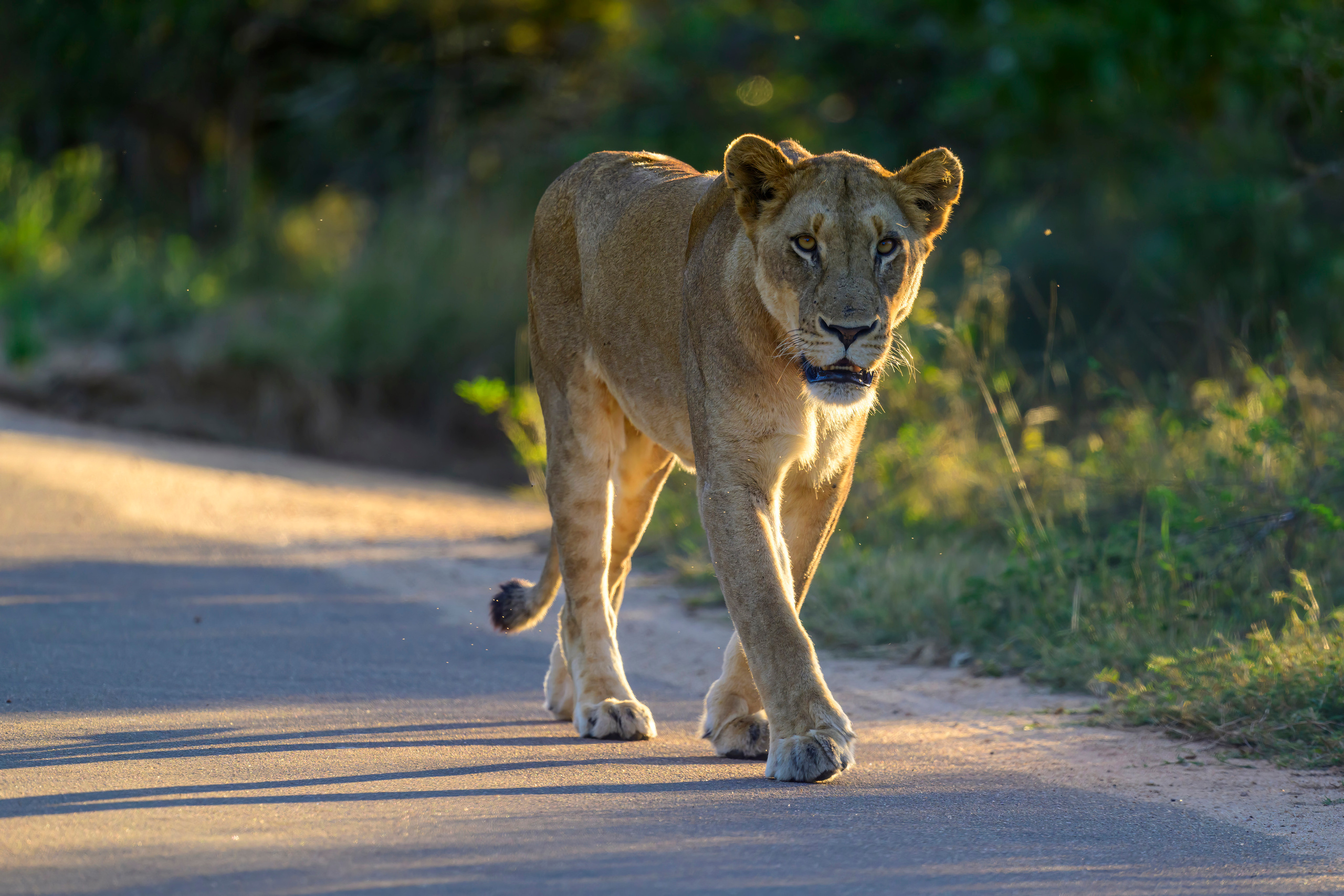 Парк Крюгера, ЮАР, 2023. Фотограф Сергей Пупонин