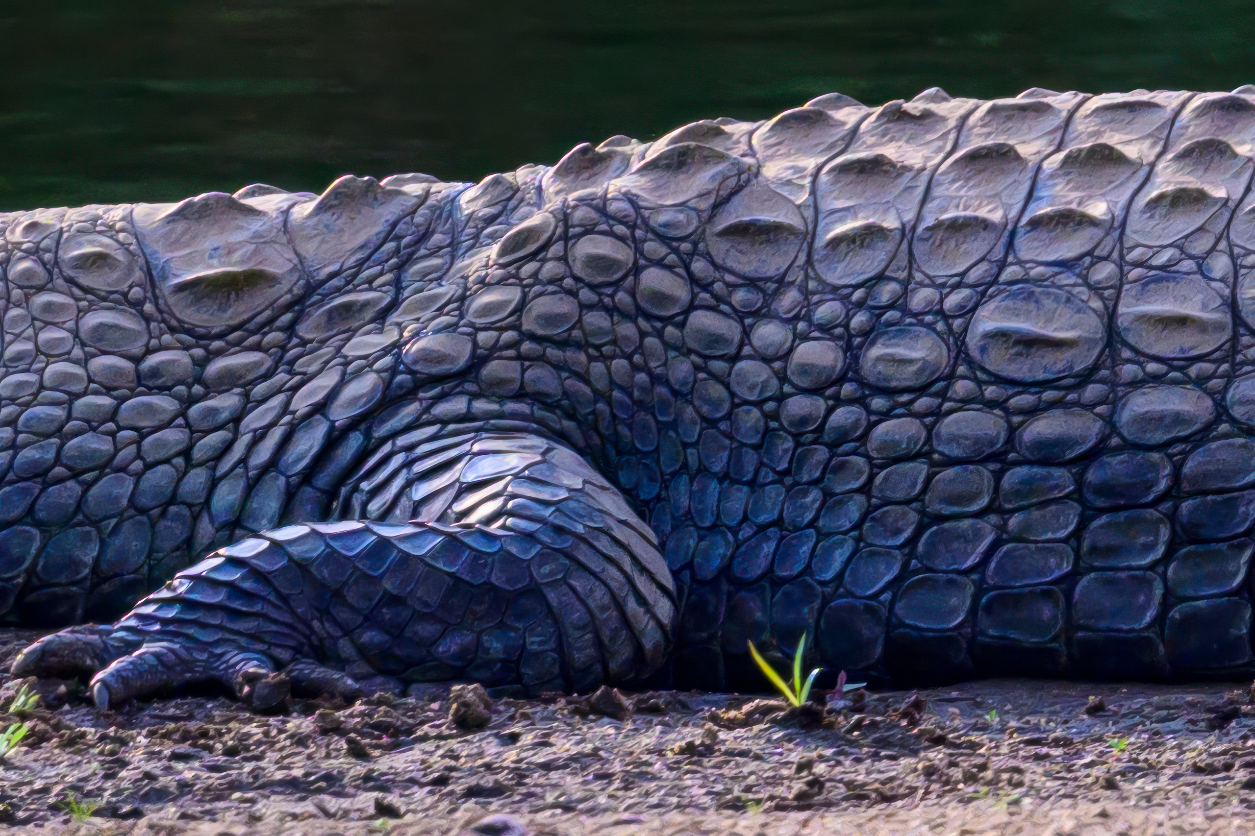 Парк Крюгера, ЮАР, 2023. Фотограф Сергей Пупонин